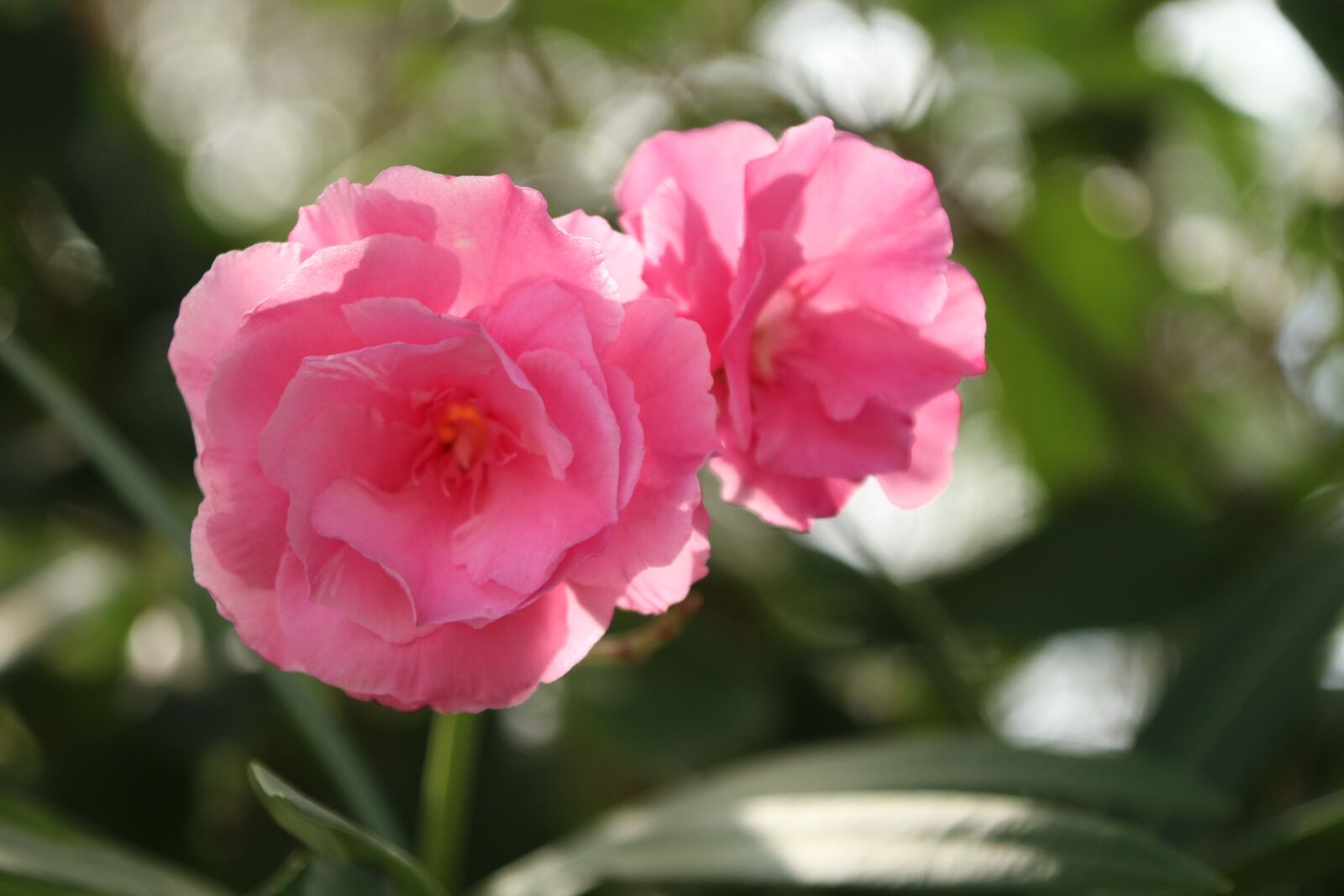 Canon EOS 1300D (EOS Rebel T6 / EOS Kiss X80) + Canon TS-E 90mm F2.8 Tilt-Shift sample photo. Flower, pink, flowers photography