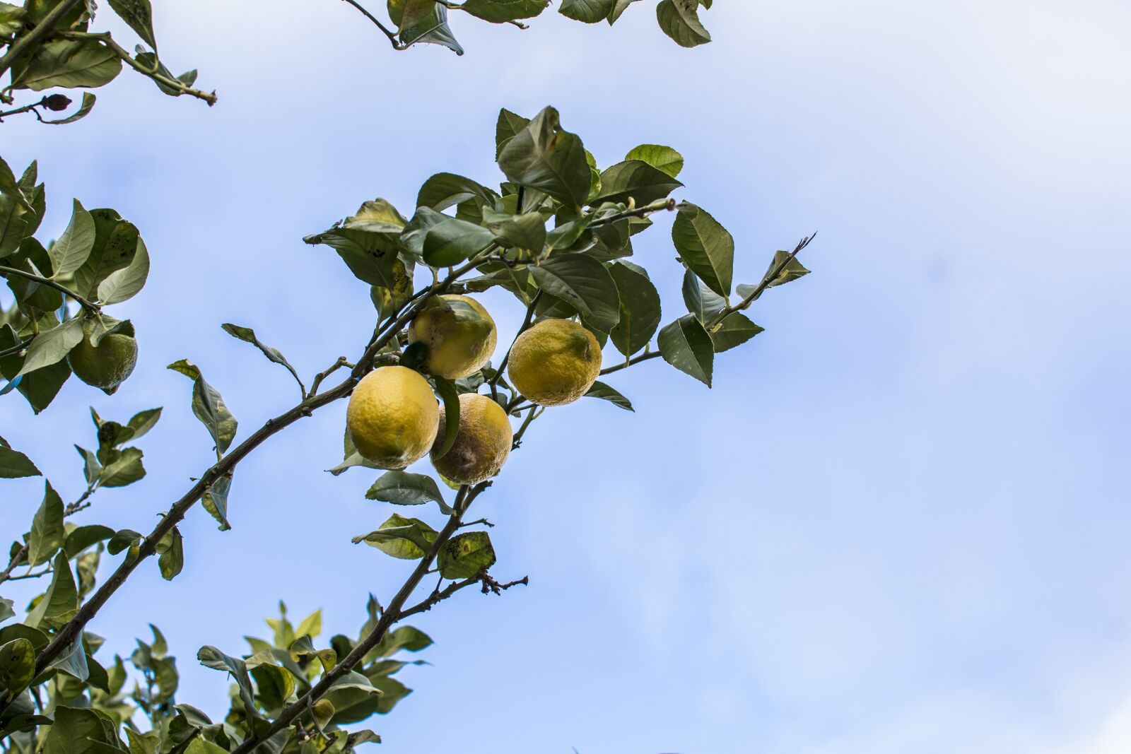 Nikon D3100 sample photo. Lemon, tree, yellow photography