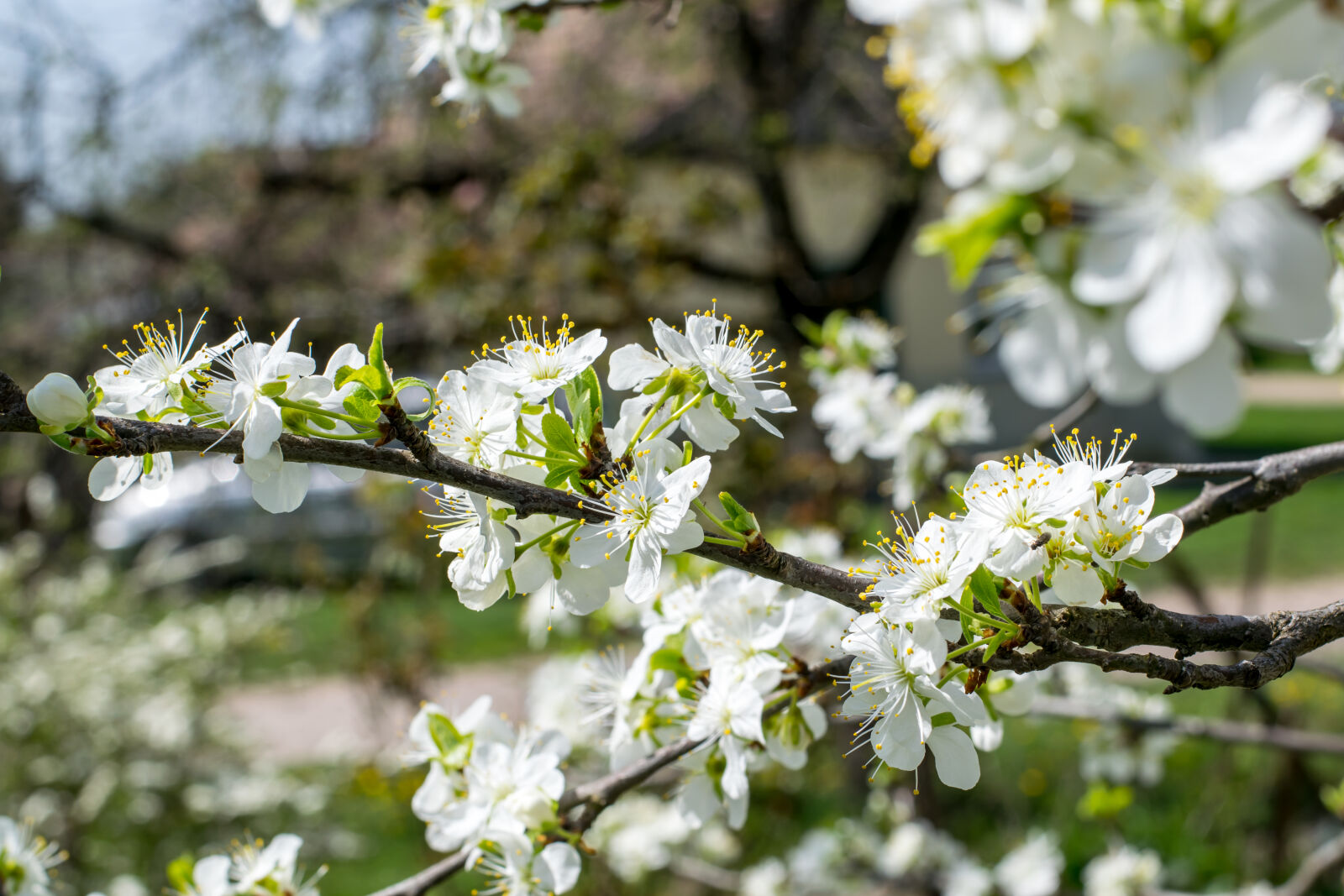 Nikon AF-S Nikkor 50mm F1.8G sample photo. Spring, white, stamens, plum photography