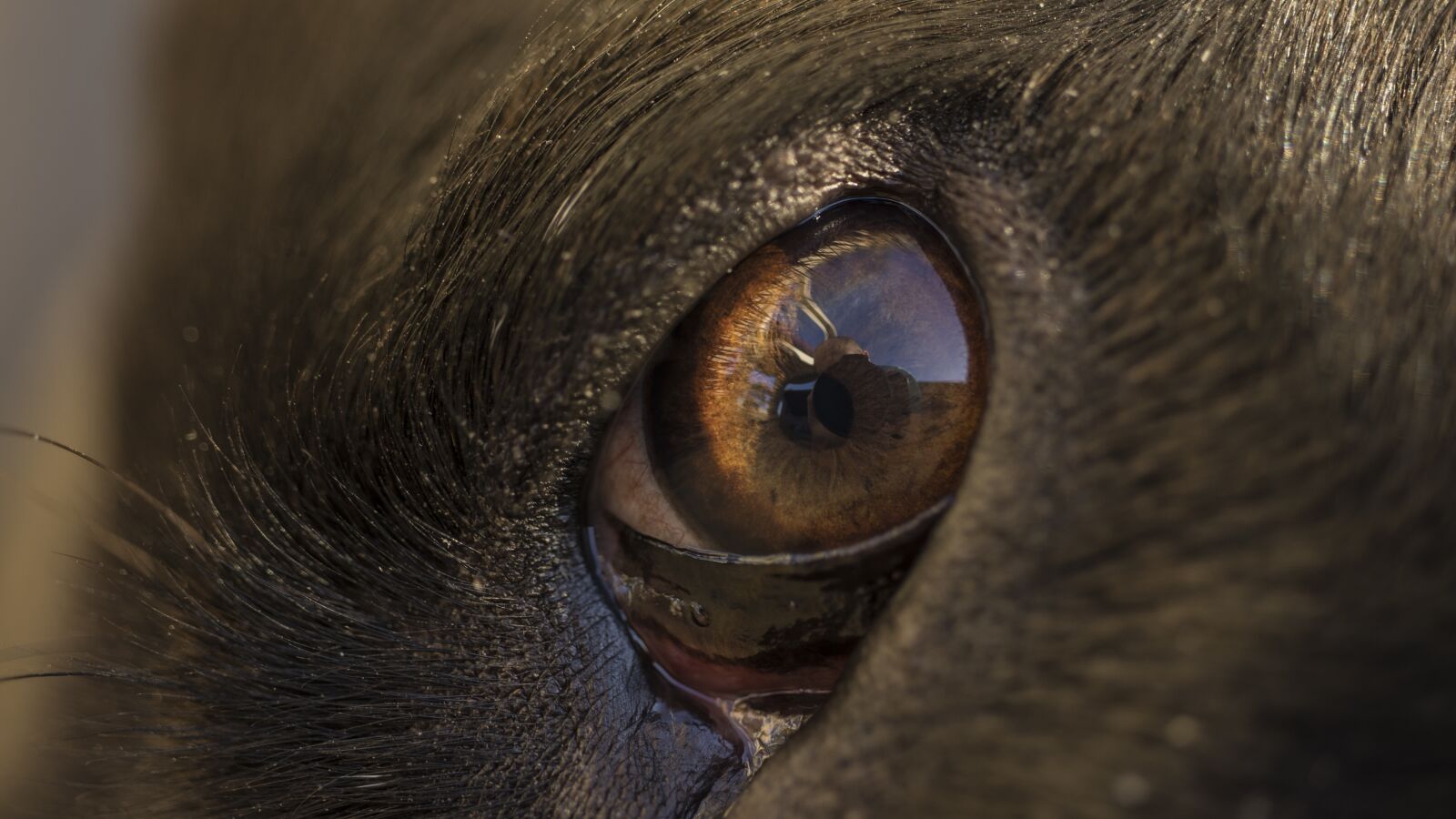 Canon EOS 250D (EOS Rebel SL3 / EOS Kiss X10 / EOS 200D II) sample photo. Dog, eyes, perception photography