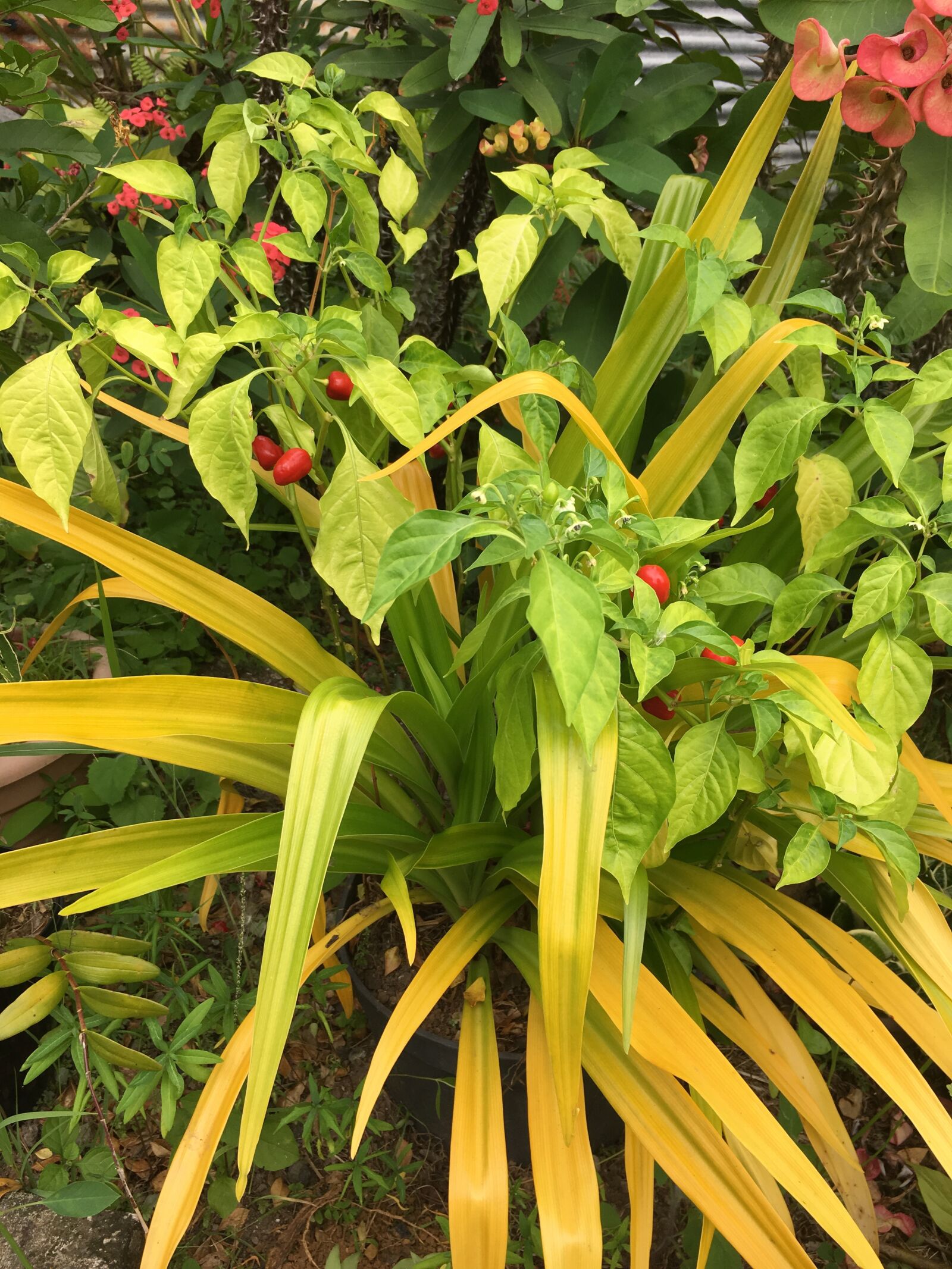 Apple iPhone 6s sample photo. Nature, plants, garden photography