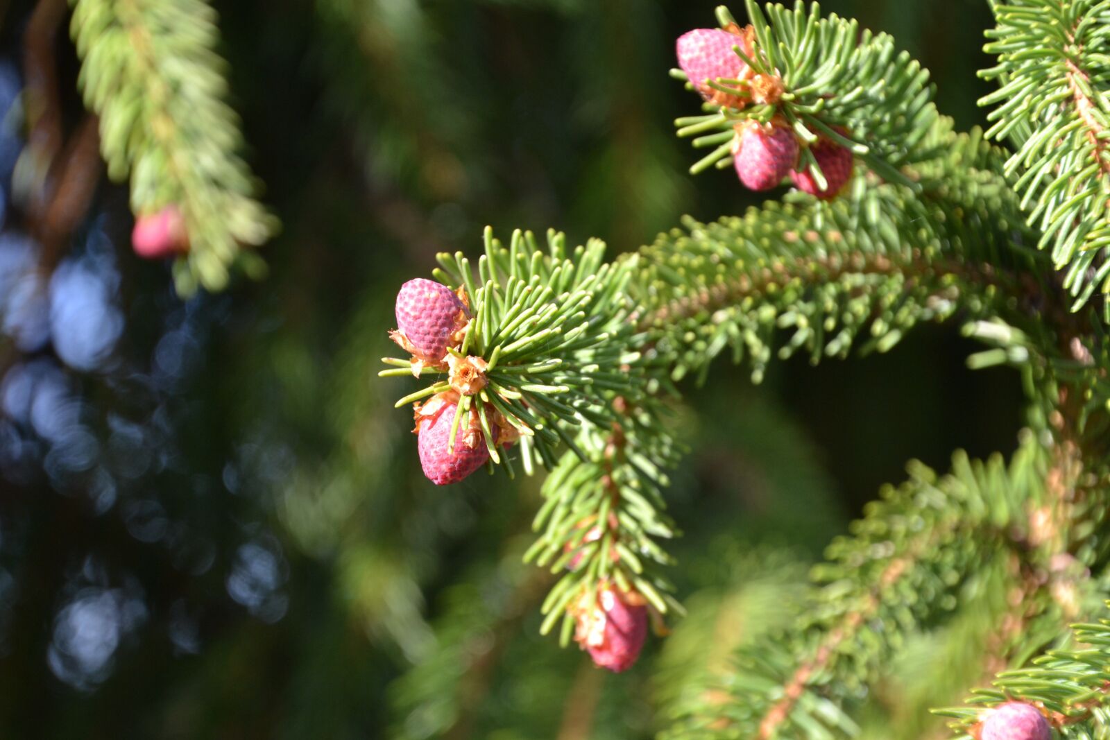 Nikon D3100 sample photo. Tree, conifer, spruce photography