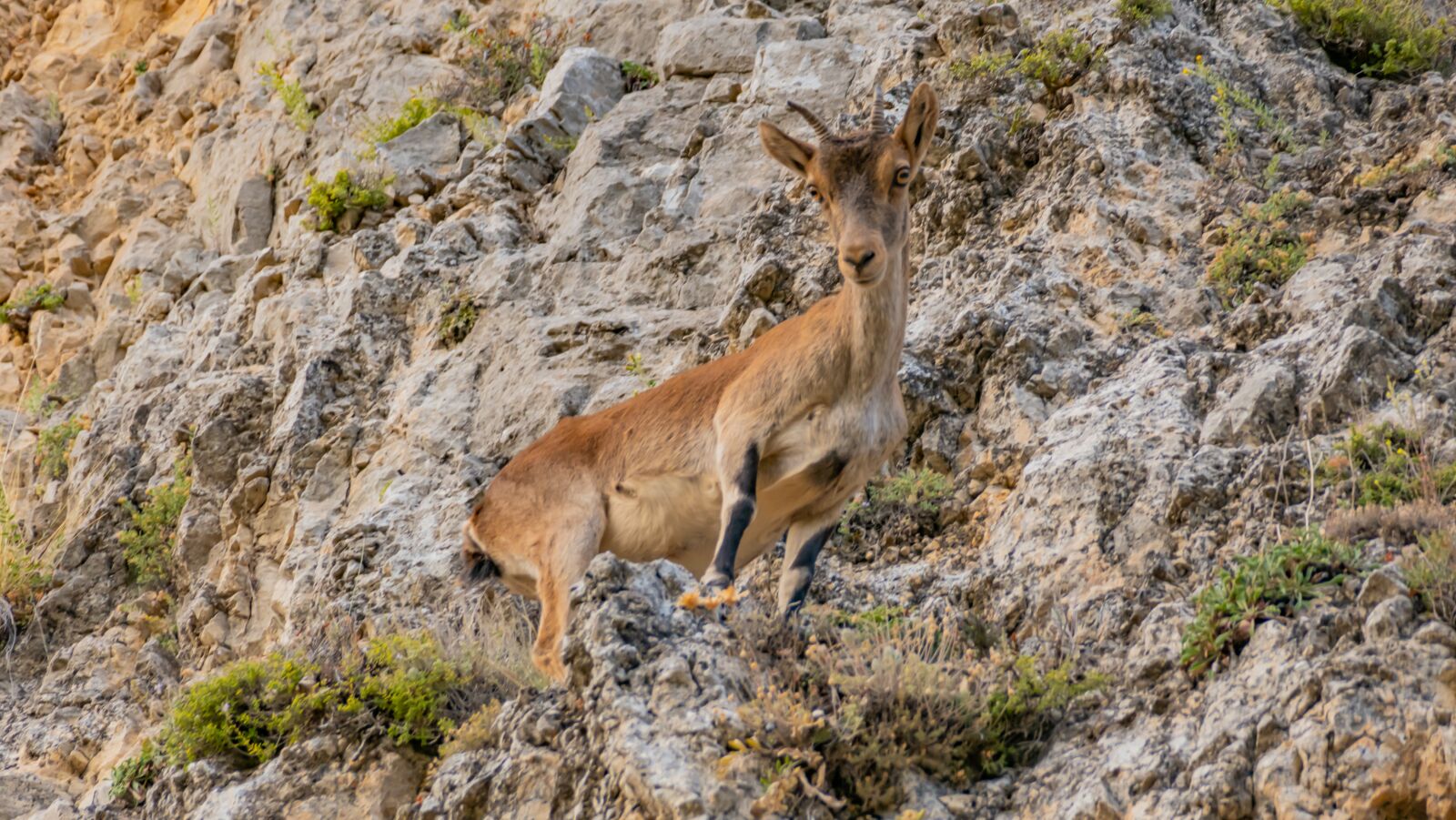 Panasonic DC-FZ10002 sample photo. Goat, wild, animal photography