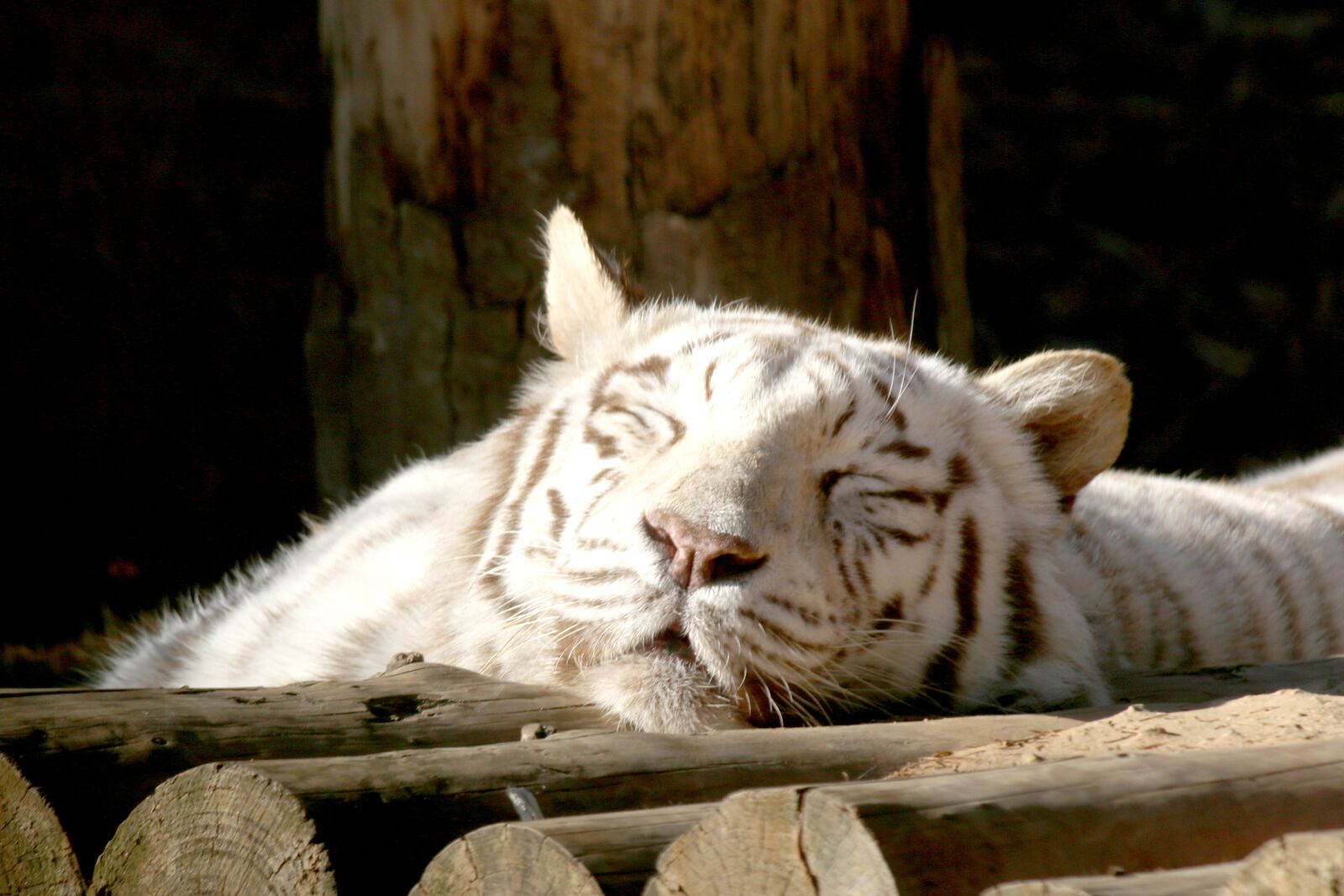 Canon EF-S 55-250mm F4-5.6 IS sample photo. Backhoe, tiger, siesta photography