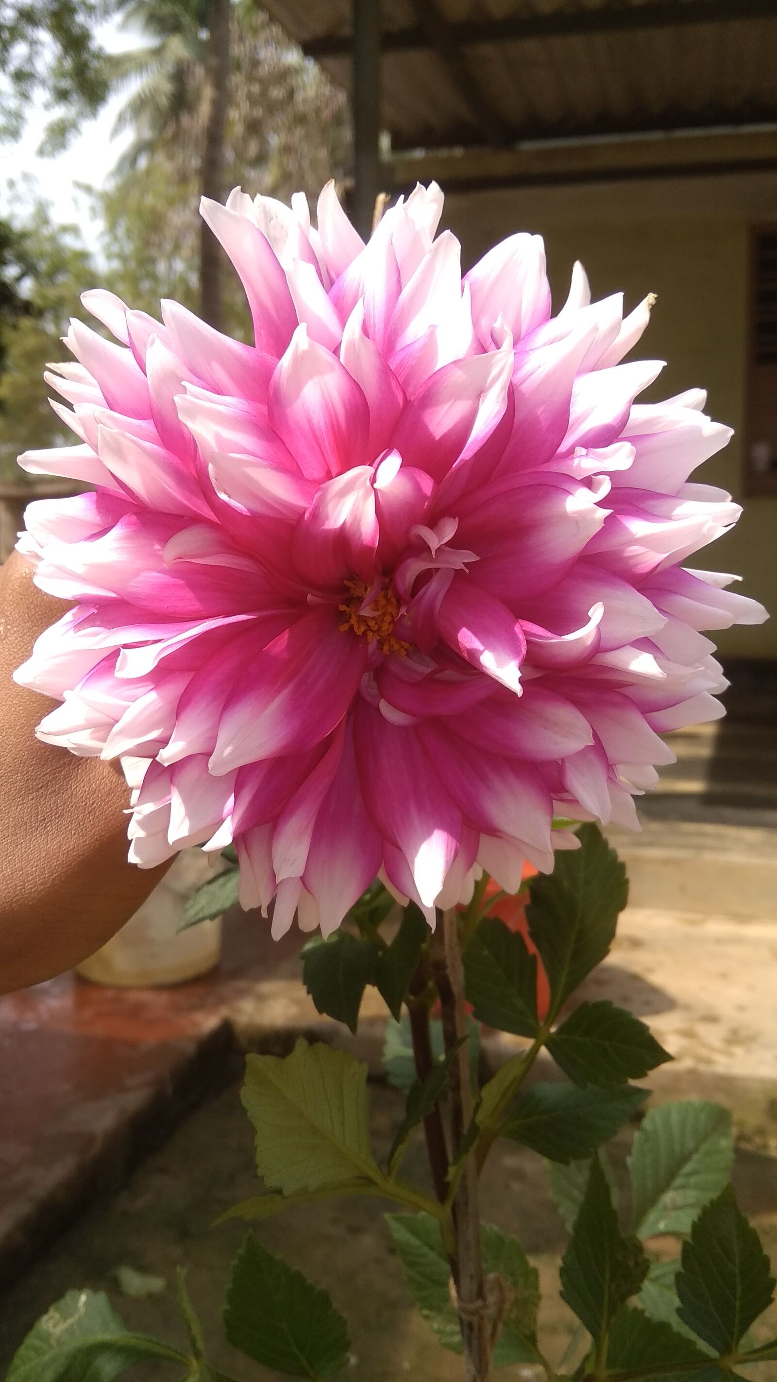 Xiaomi Redmi 5A sample photo. Beautiful, flower, in our photography