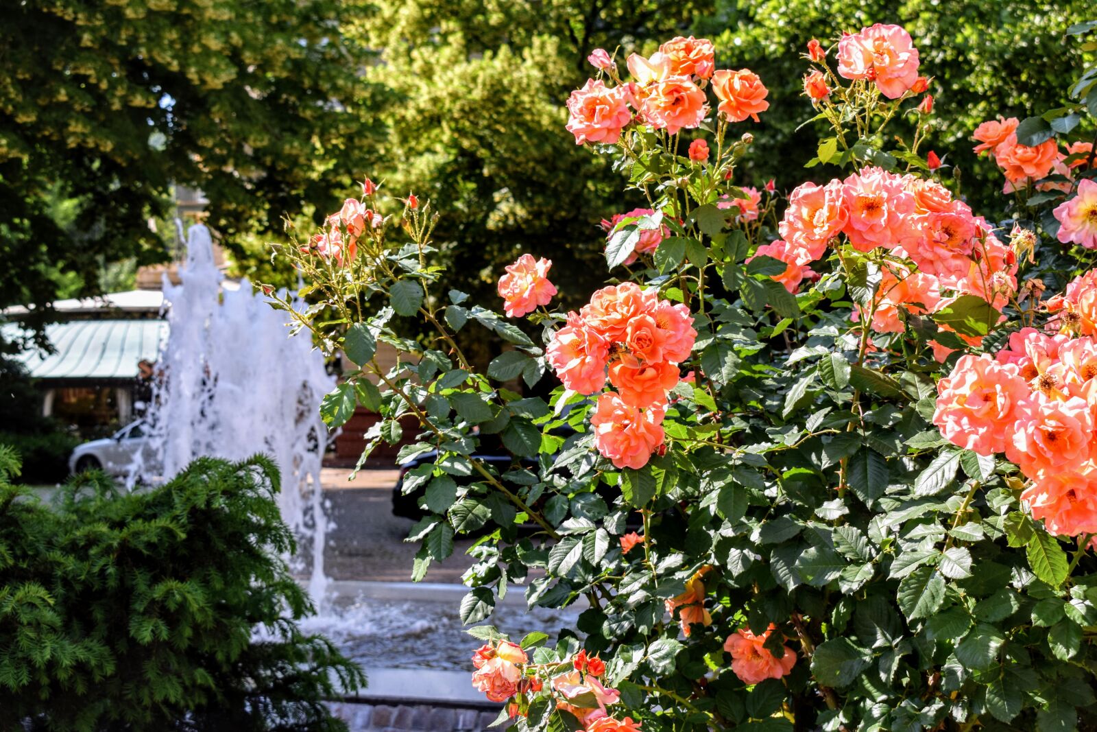 Nikon D5300 sample photo. Flower, rose, love photography