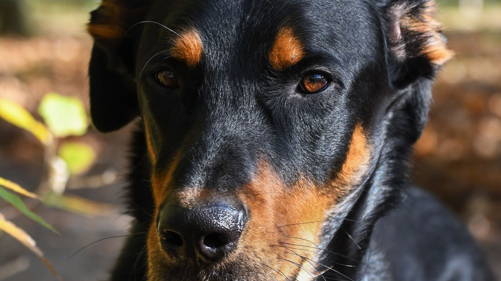 Nikon D500 sample photo. Dog, beauceron, animal photography