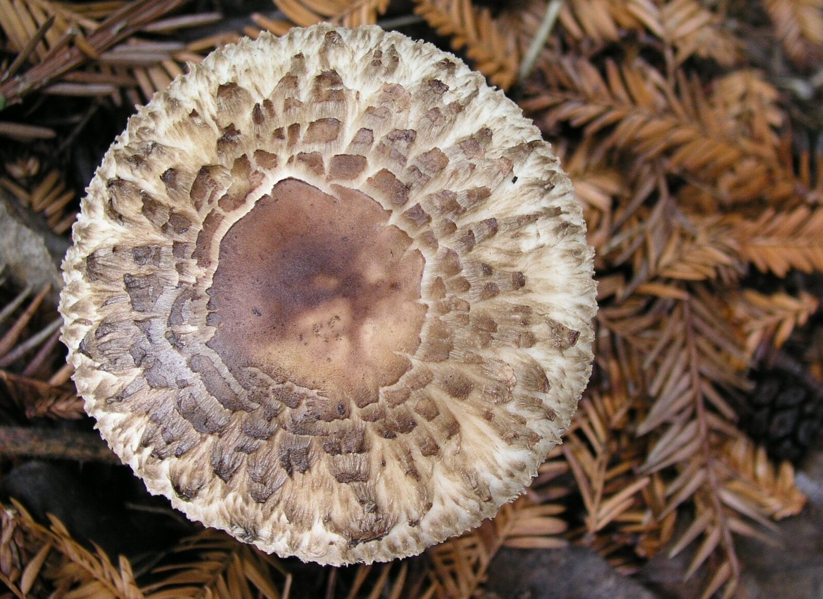 Olympus C5050Z sample photo. Fungi, mushroom, nature photography