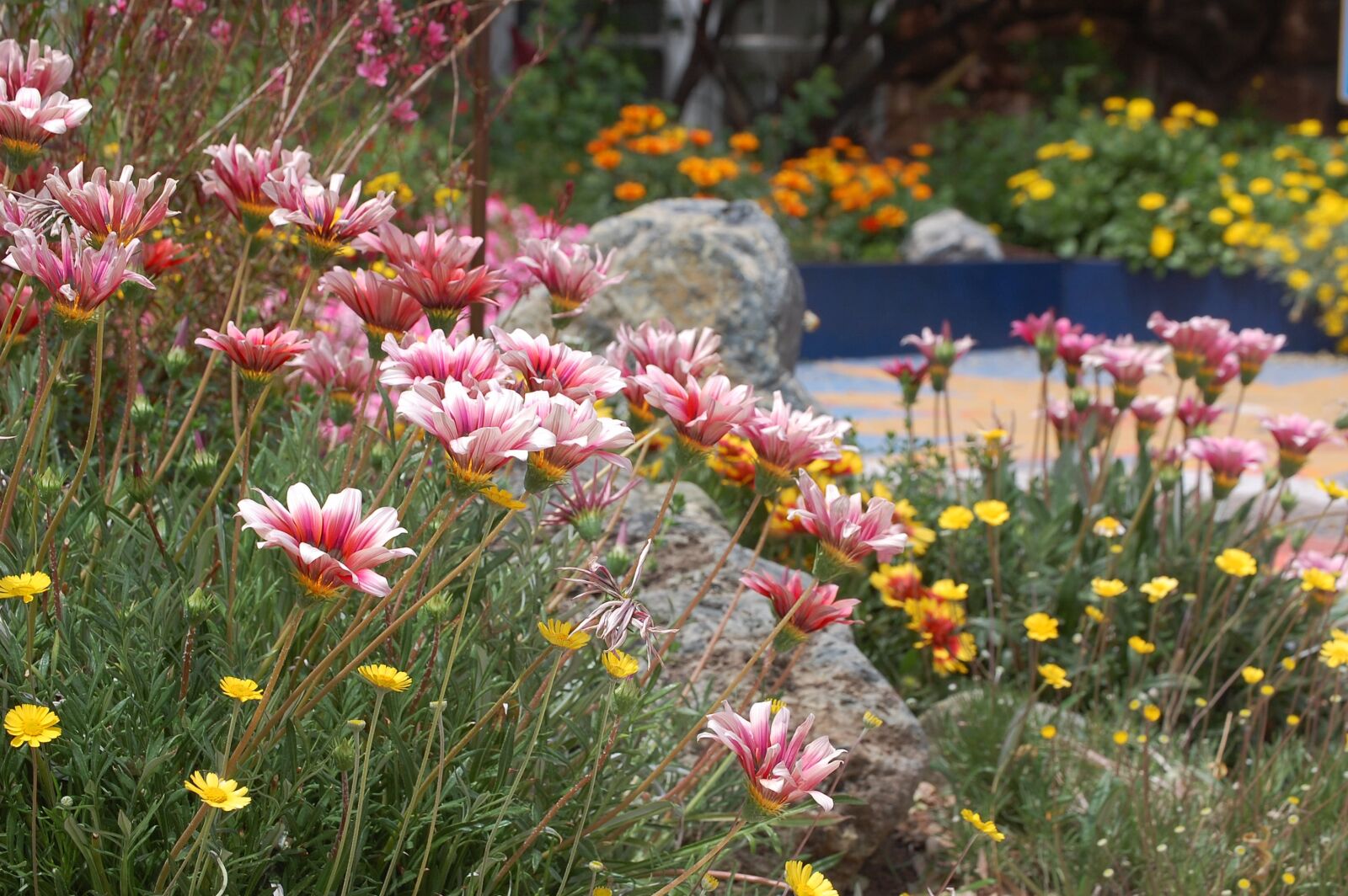 Nikon D40 sample photo. Flower, garden, nature photography