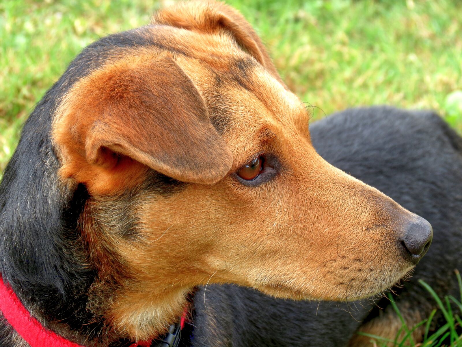 Canon PowerShot SX40 HS sample photo. Dog, hybrid, head photography