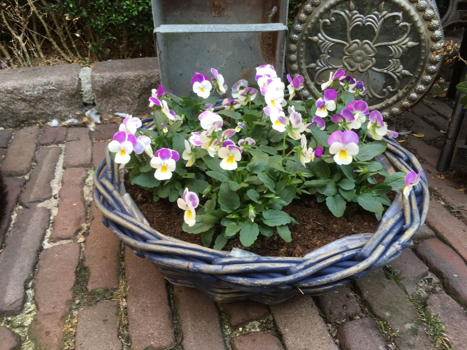iPhone SE back camera 4.15mm f/2.2 sample photo. Violins, basket, background photography