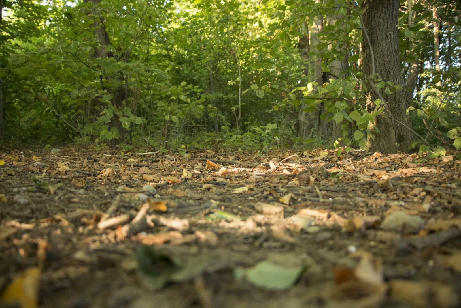 Canon EOS 70D sample photo. Forest, trees, nature photography