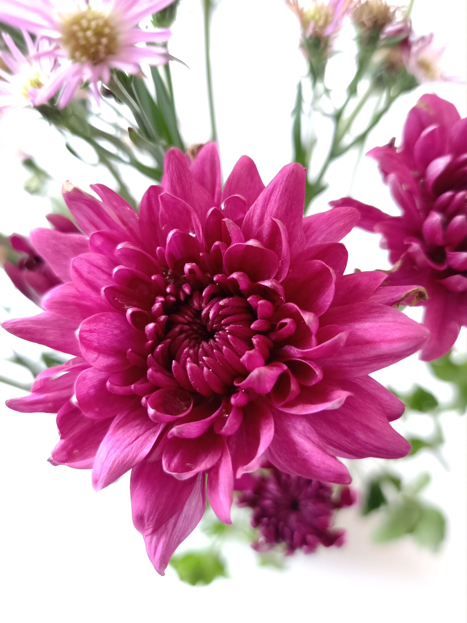 OPPO F11 sample photo. Flower, pink, spring photography