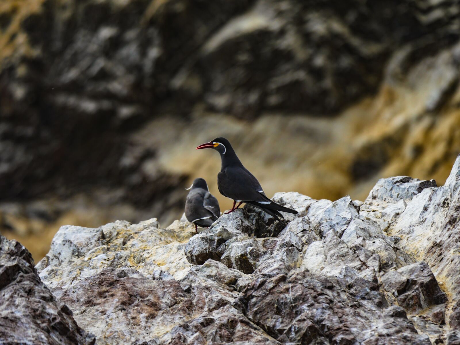 Panasonic Lumix DMC-GX8 + LEICA DG 100-400/F4.0-6.3 sample photo. Inca tern, tern, schwalbe photography