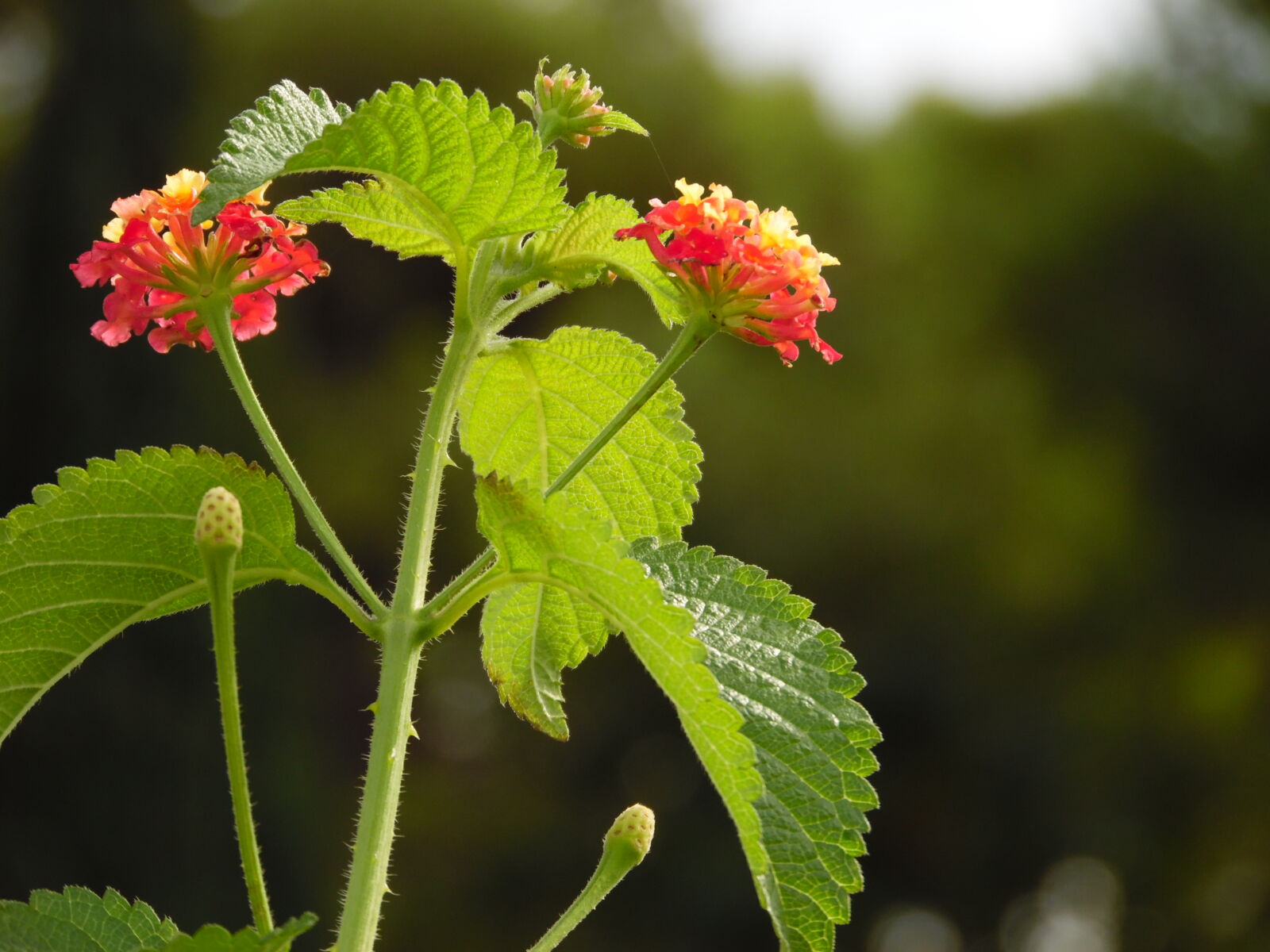 Samsung WB1100F/WB1101F/WB1102F sample photo