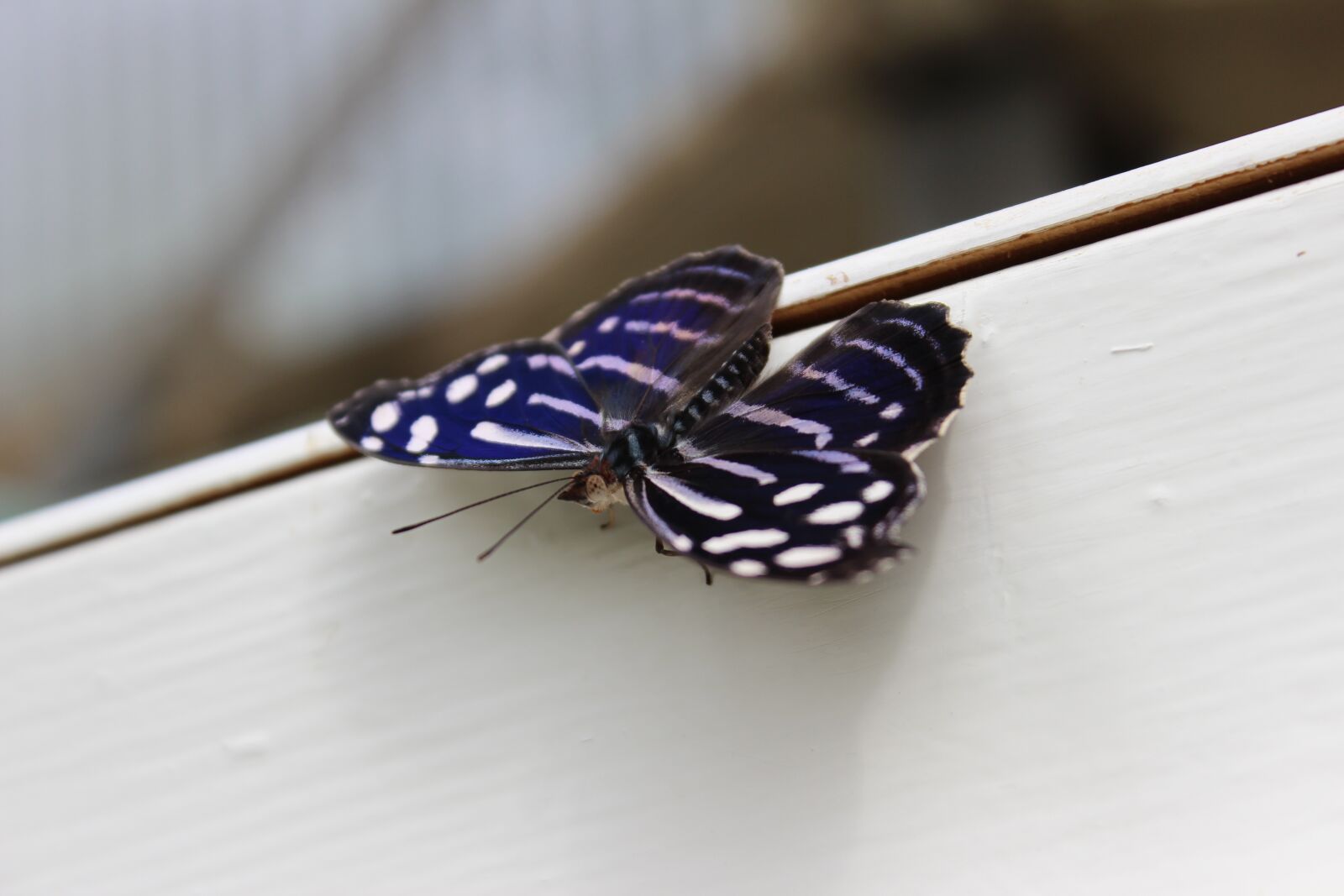 Canon EOS 600D (Rebel EOS T3i / EOS Kiss X5) sample photo. Butterfly, botanical garden, close photography