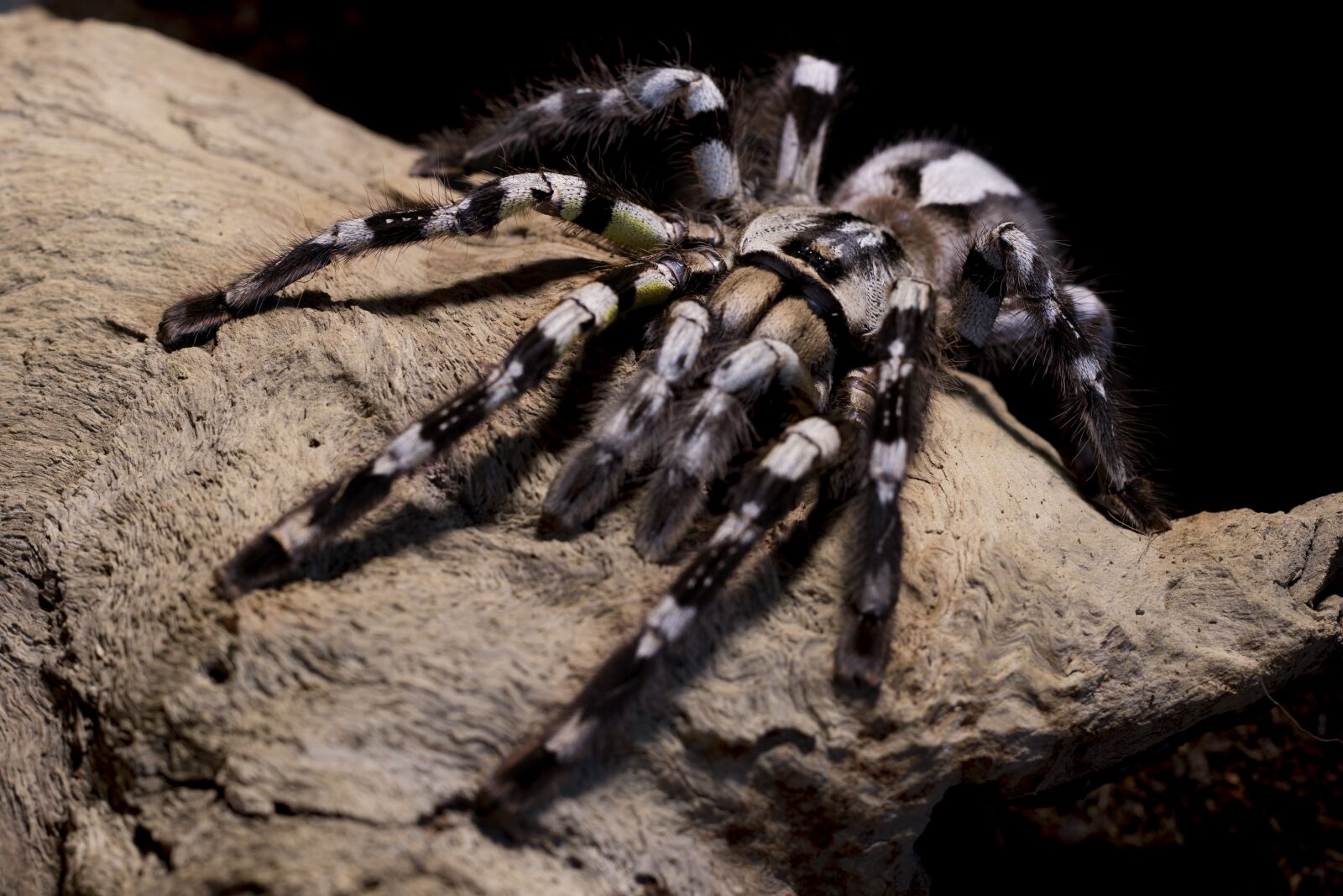 Canon EF 100mm F2.8L Macro IS USM sample photo. Tarantula, spider, poecilotheria photography