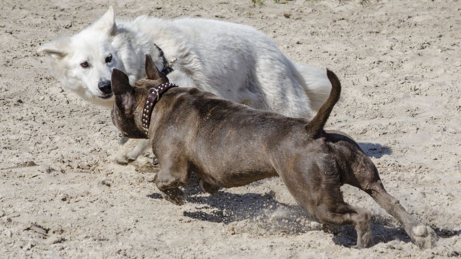 Nikon D7000 sample photo. Dogs, action, play photography