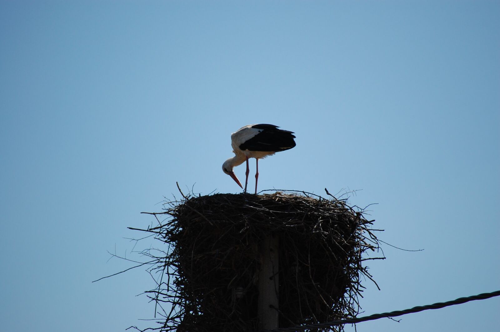 Nikon D40 sample photo. Nest, stork, plumage photography