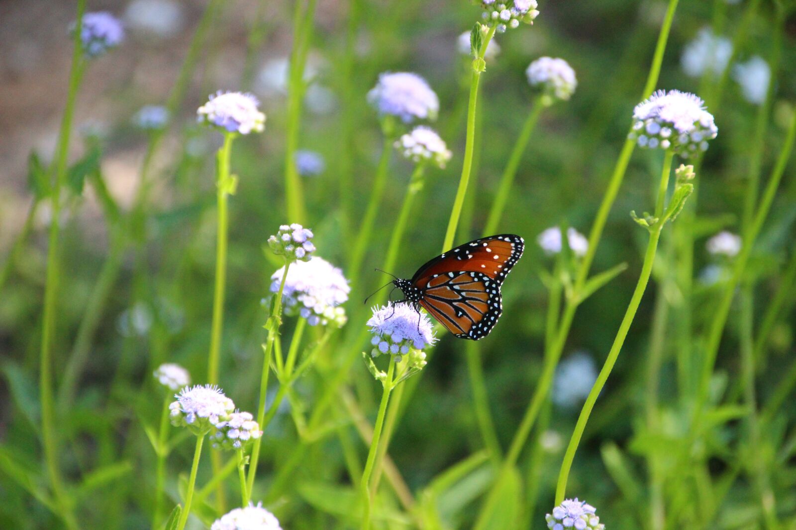 Canon EOS 600D (Rebel EOS T3i / EOS Kiss X5) sample photo. Butterfly, flower, spring photography