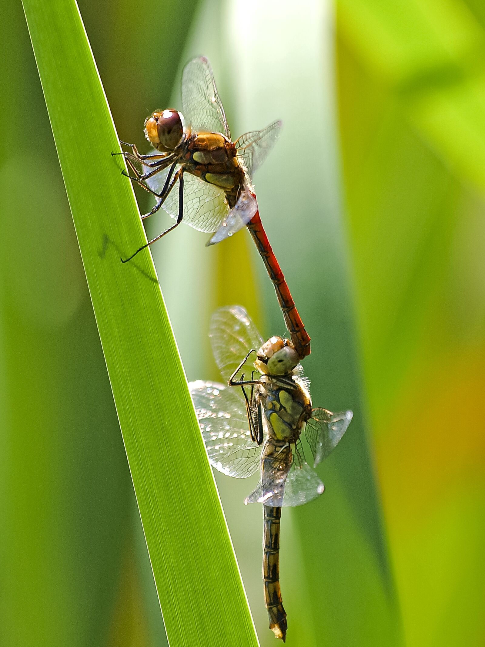 Olympus E-3 sample photo. Darter sympetrum, dragonfly, insect photography