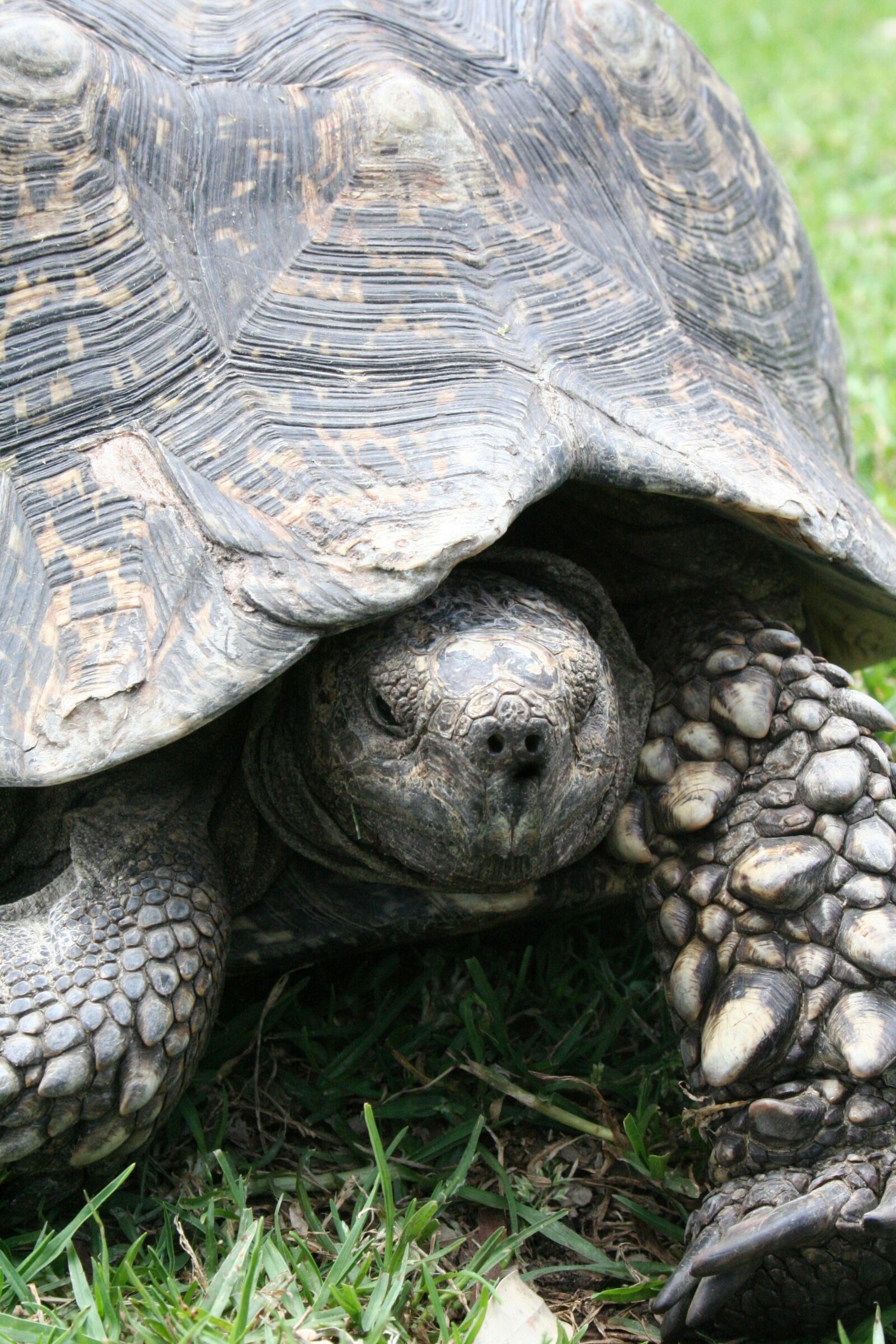 Canon EOS 350D (EOS Digital Rebel XT / EOS Kiss Digital N) sample photo. Tortoise, shell, wildlife photography