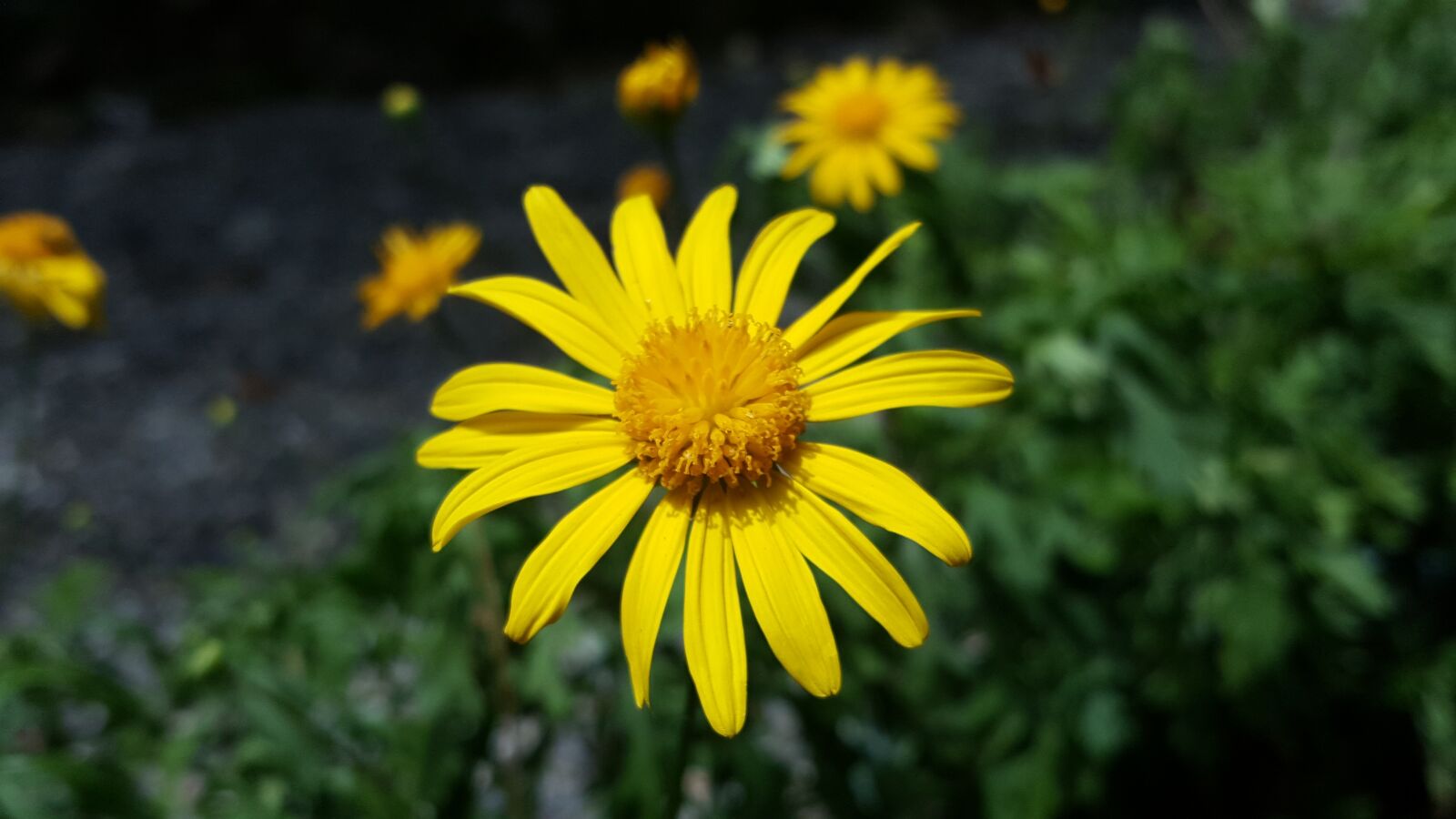 Samsung Galaxy Note5 sample photo. Yellow flower, yellow, morning photography