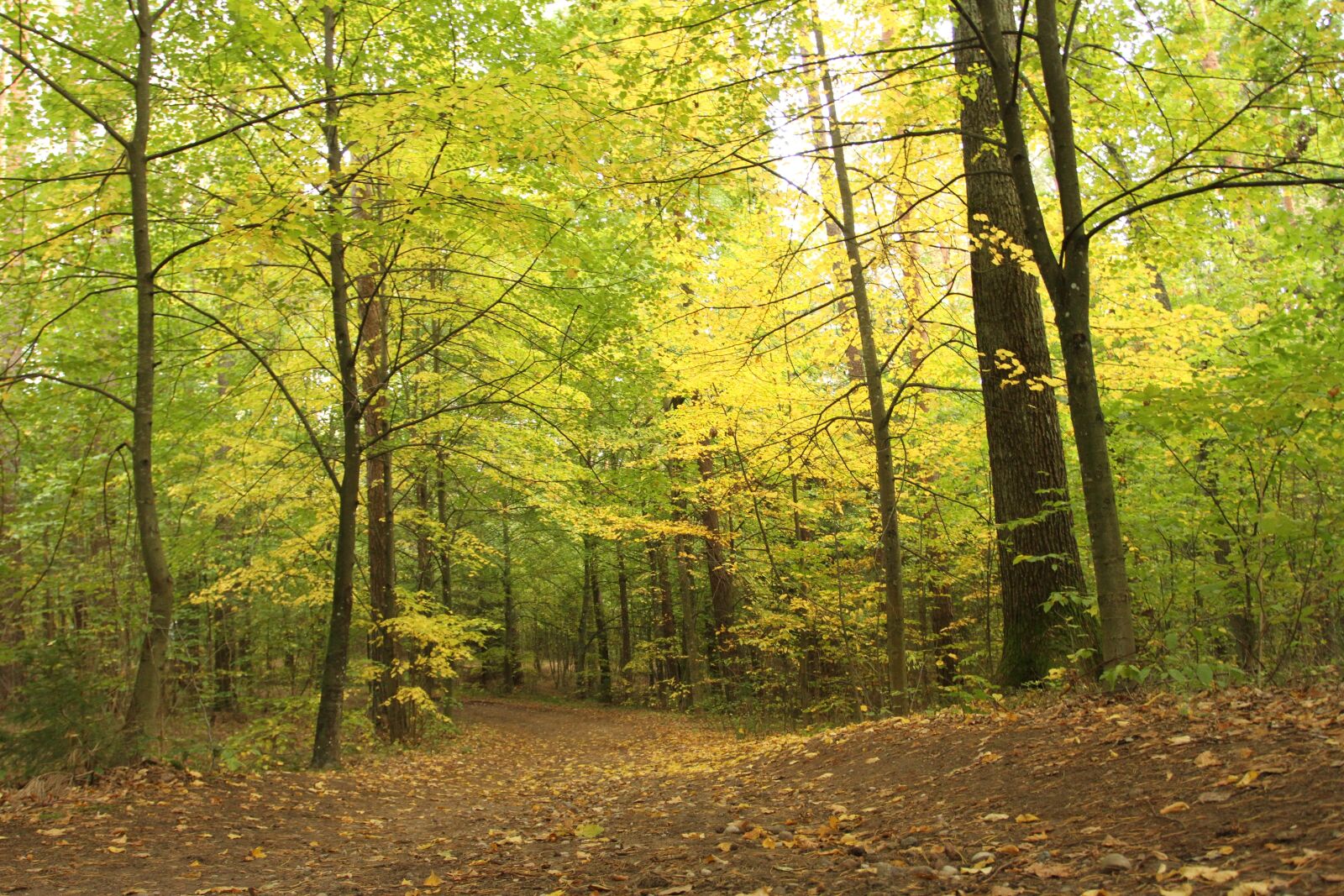 Canon EOS 7D sample photo. Forest, green, nature photography