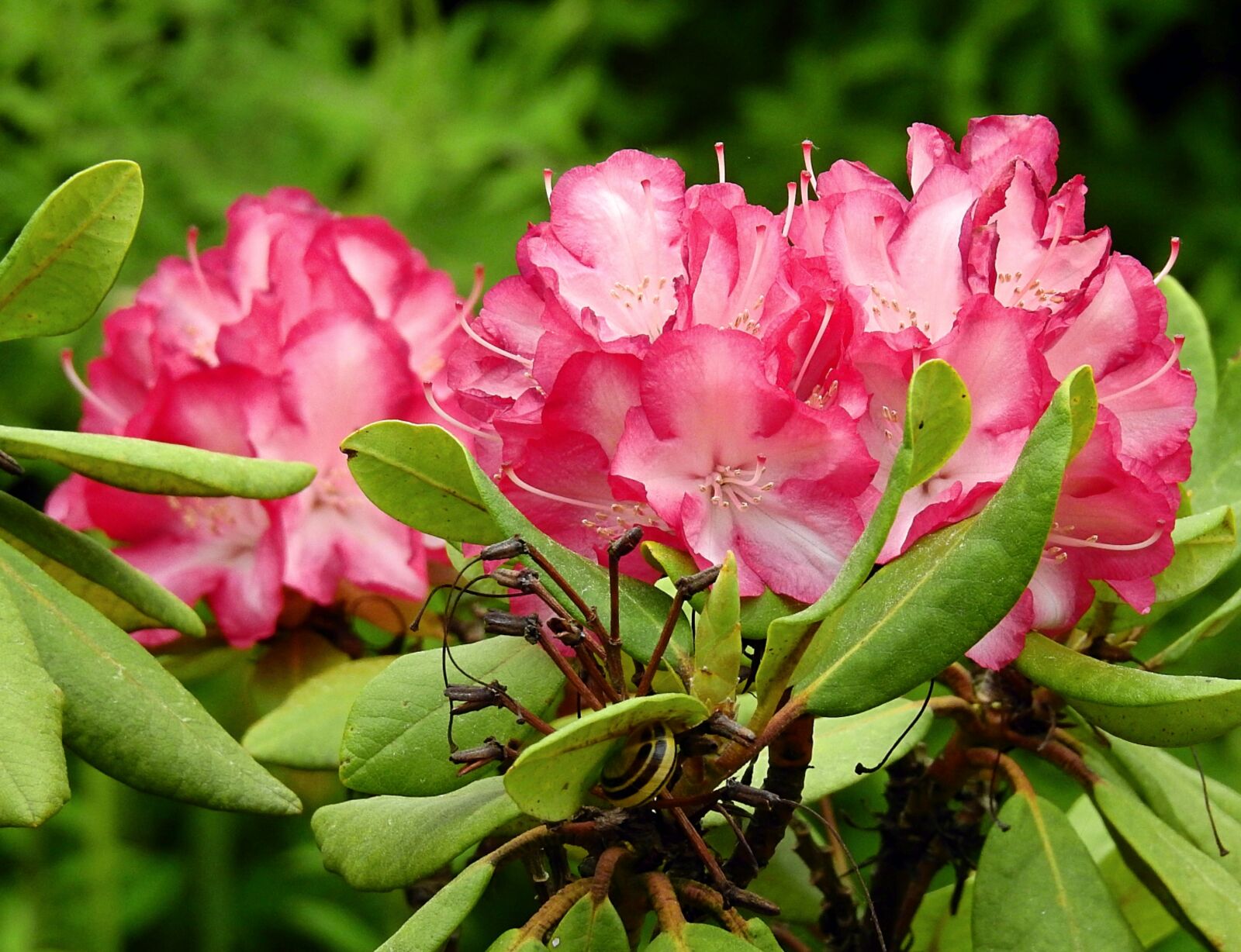 Nikon Coolpix P900 sample photo. Flowers, the beauty of photography
