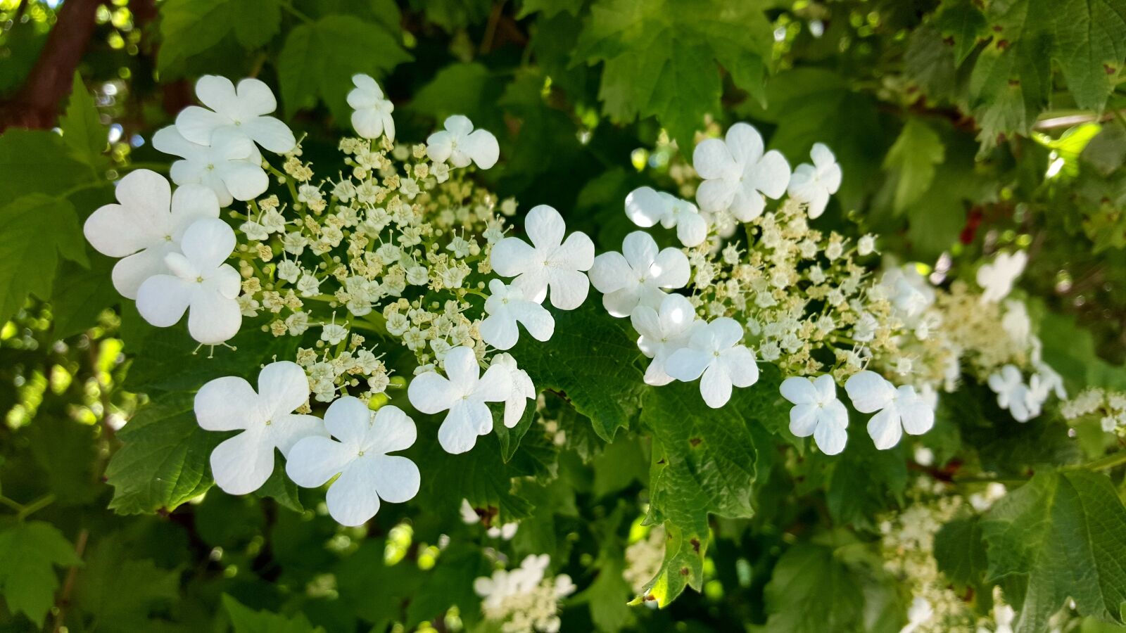 Samsung Galaxy S6 sample photo. High bush cranberry, white photography