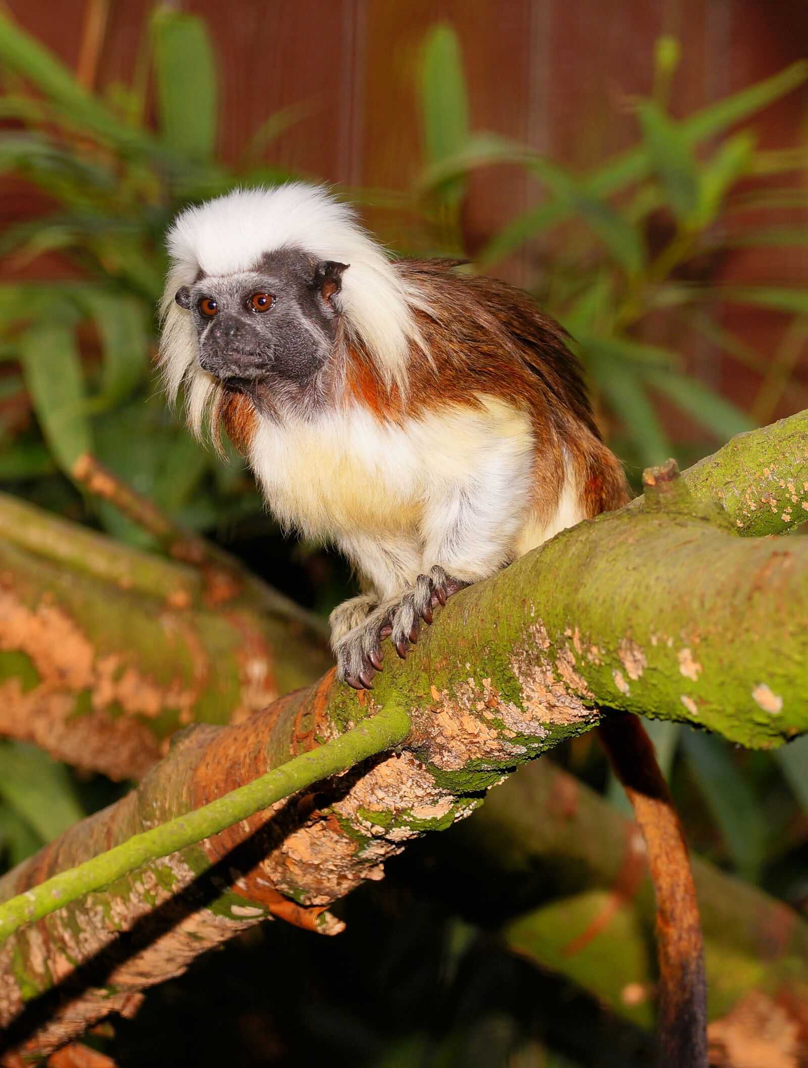 105mm F2.8 sample photo. Monkey, enclosure, äffchen photography