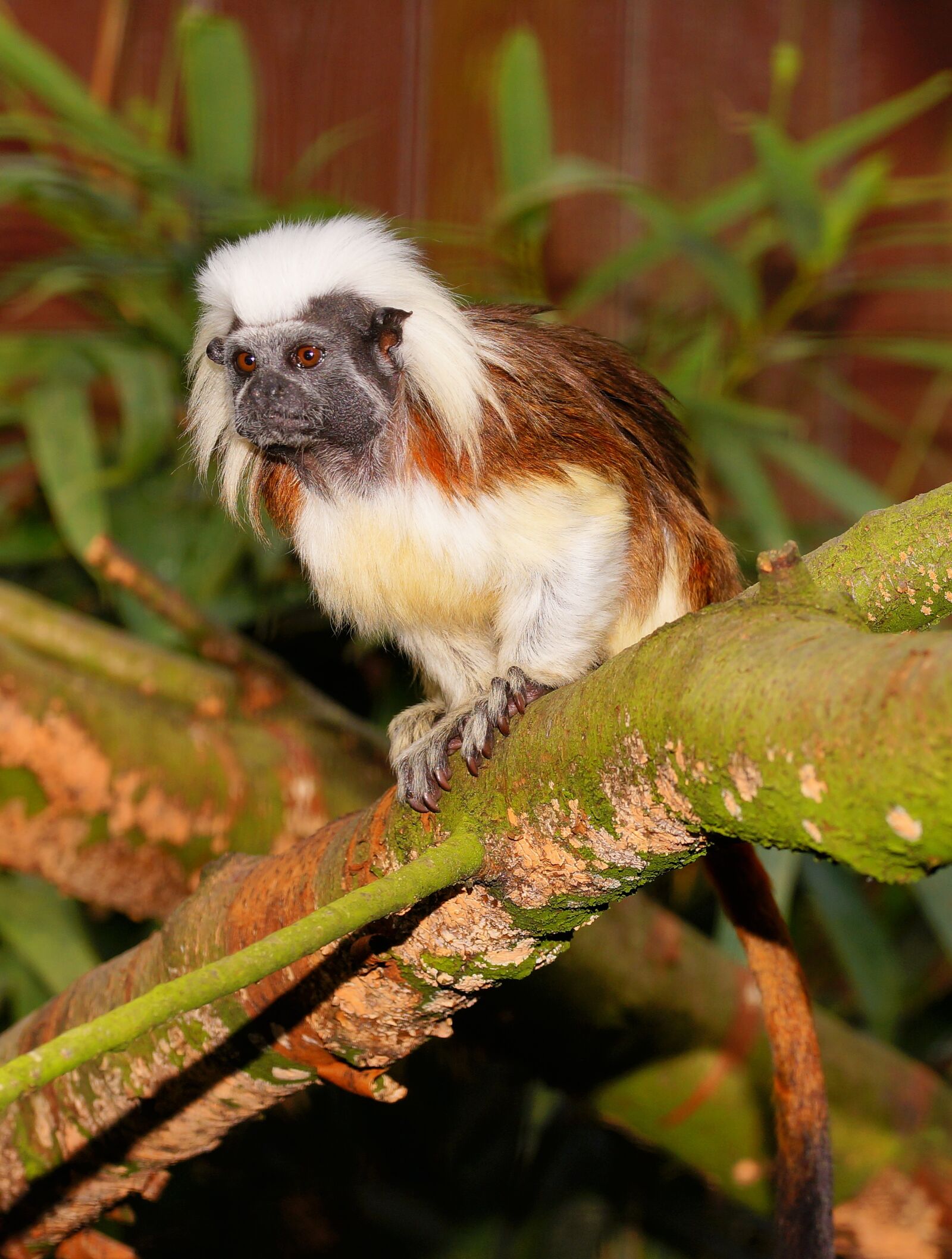 Sony a99 II + 105mm F2.8 sample photo. Monkey, enclosure, äffchen photography