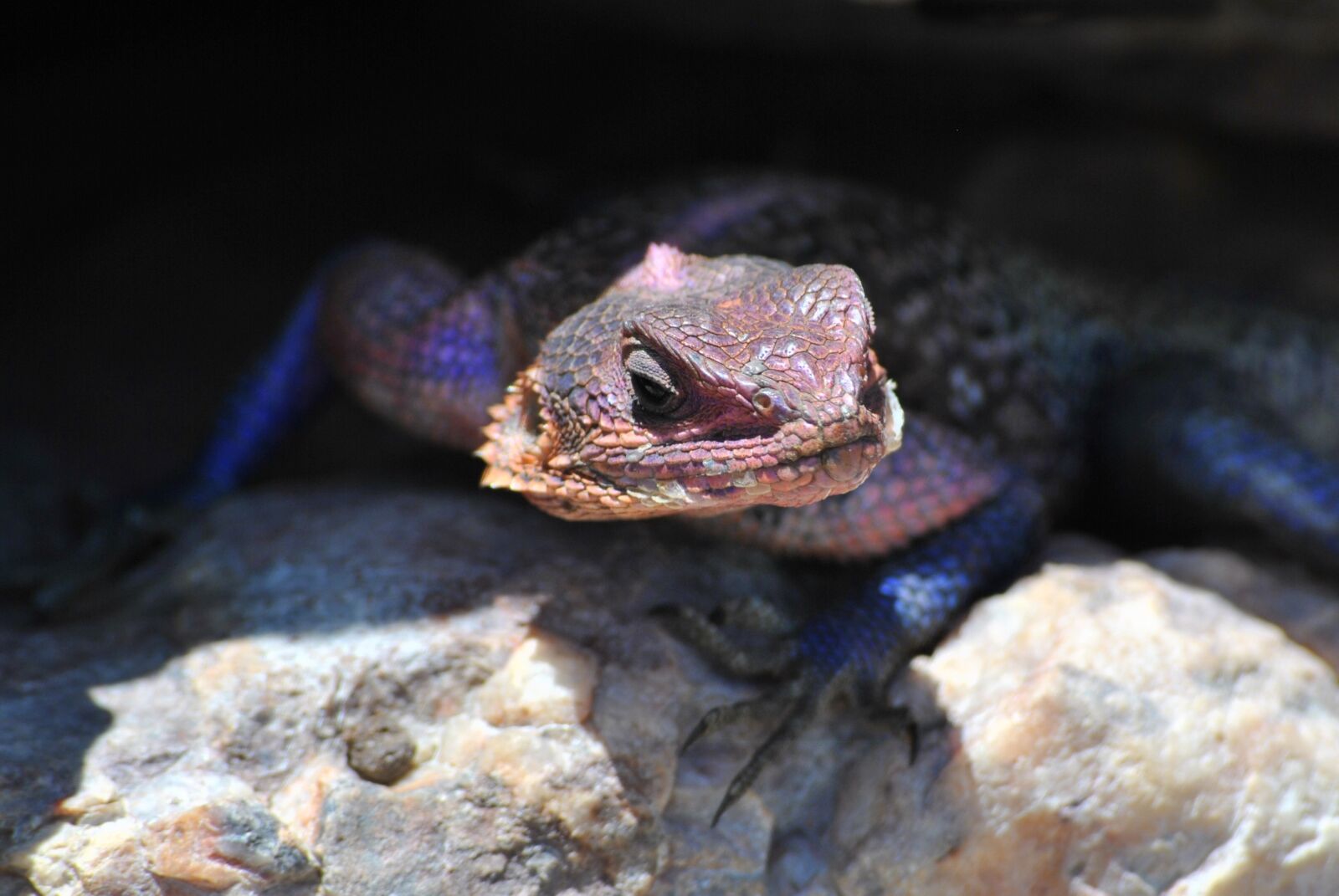 Nikon D3000 sample photo. Gecko, lizard, salamander photography