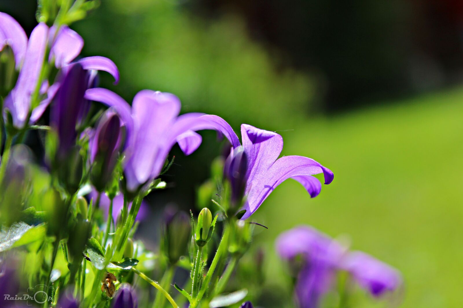 Canon EOS 600D (Rebel EOS T3i / EOS Kiss X5) sample photo. Purple, flowers, spring photography