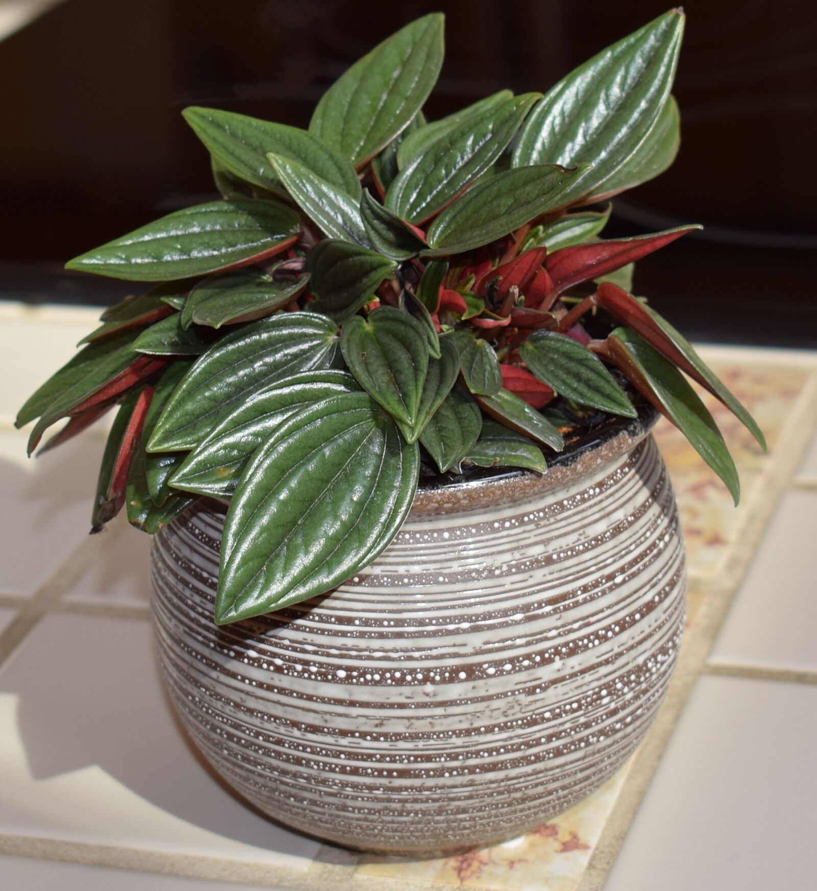 Nikon D3300 sample photo. Peperomia caperata rosso, peperomia photography