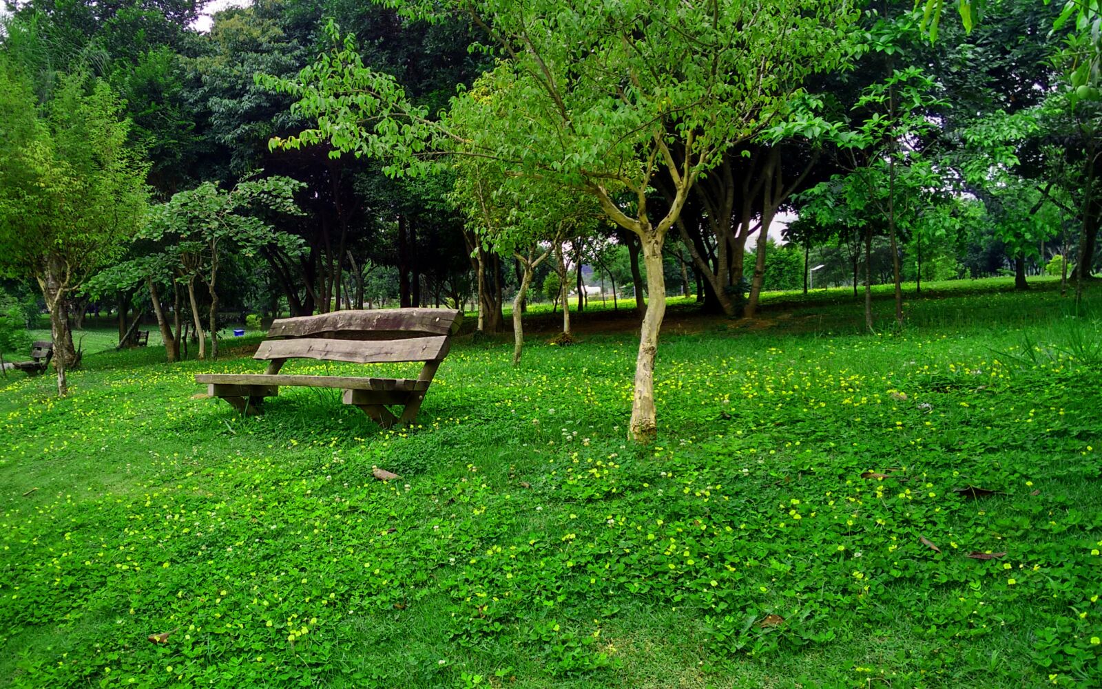 Motorola Moto G (2nd Gen) sample photo. Bank, park, trees photography