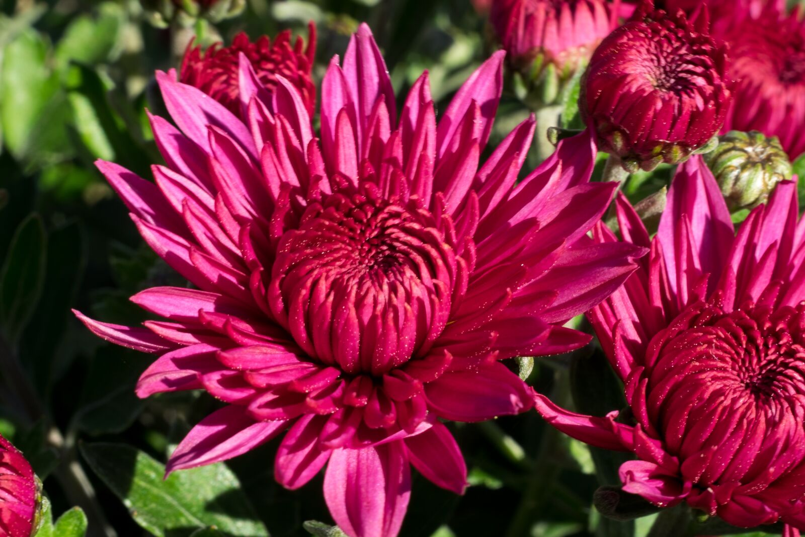 Fujifilm X-T10 sample photo. Flower, chrysanthemum, autumn photography