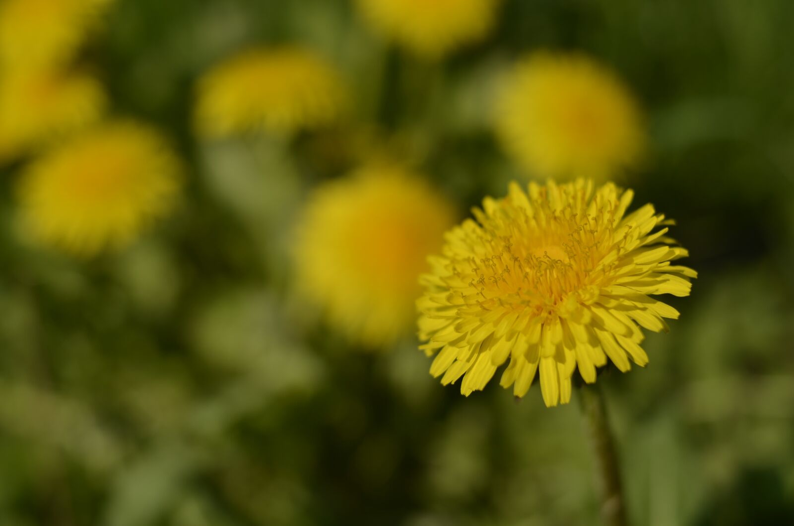 Nikon D5100 sample photo. Dandelion, flowers, flower photography