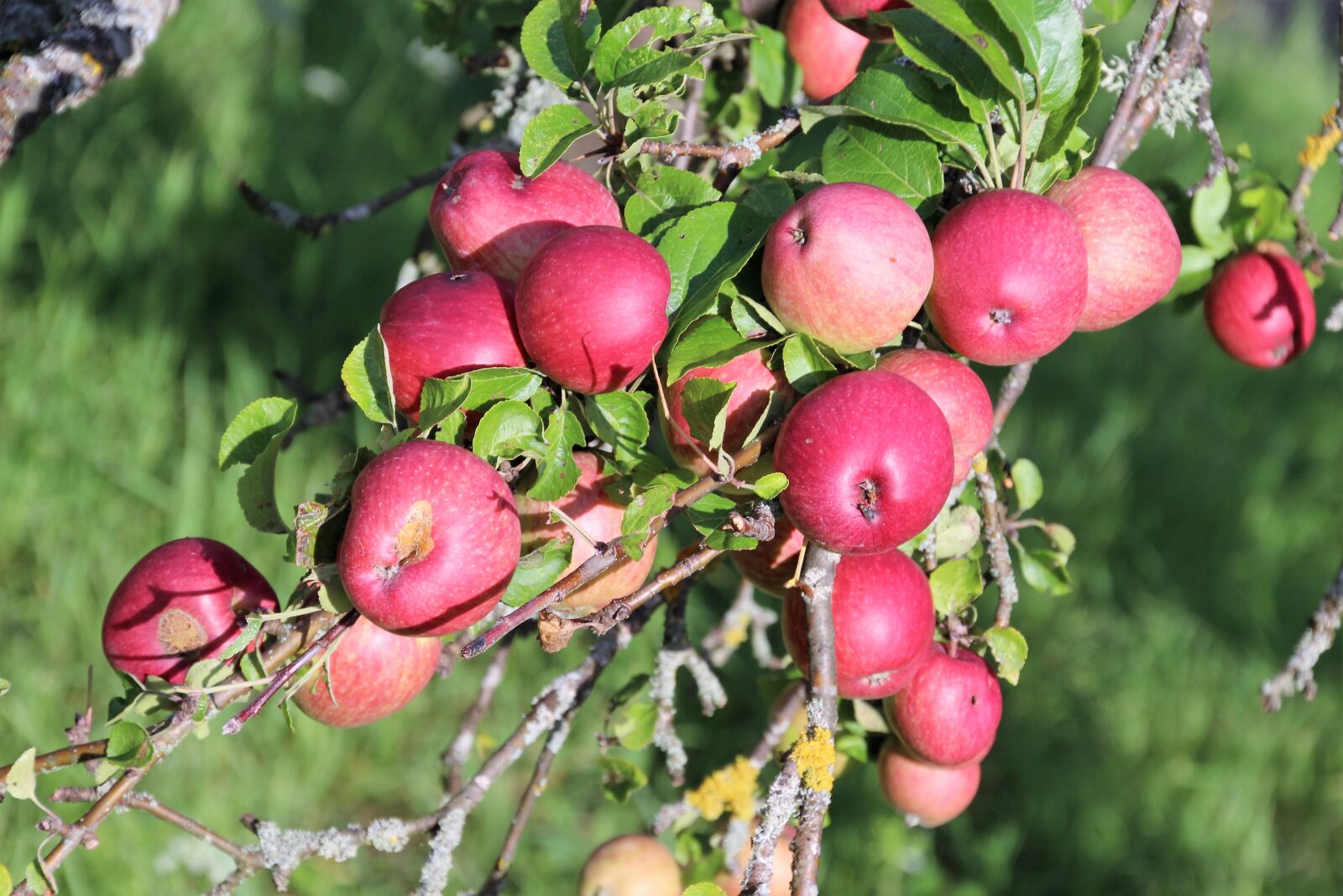 Canon EOS 700D (EOS Rebel T5i / EOS Kiss X7i) sample photo. Apple, fruit, fruits photography