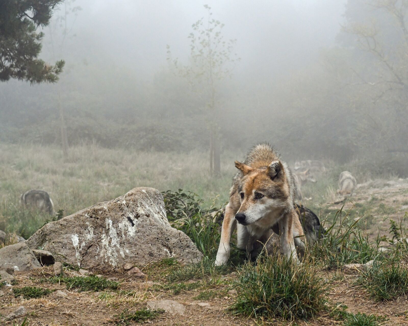 Nikon D500 sample photo. Wolf, mist, suspicious photography