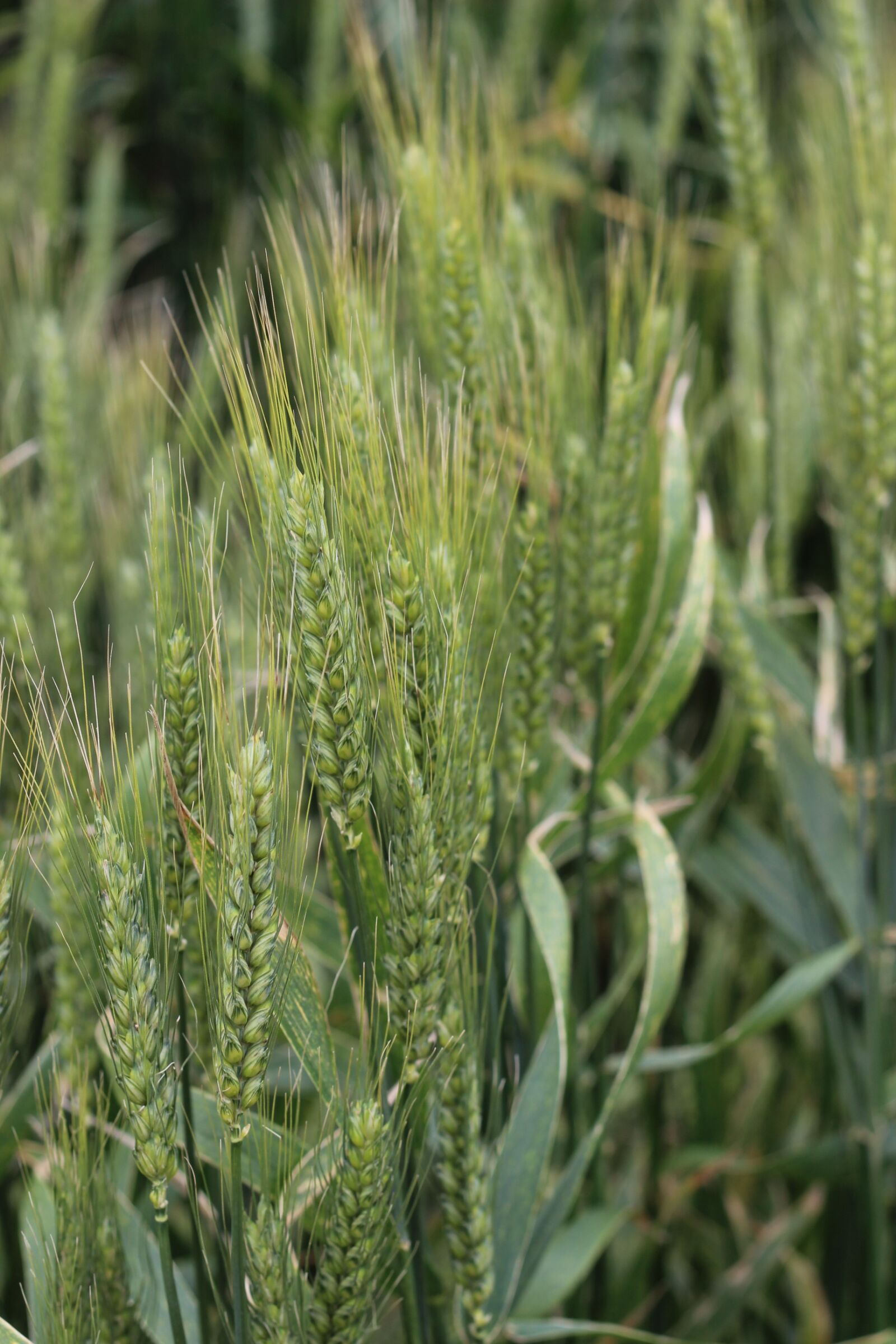 Canon EOS 600D (Rebel EOS T3i / EOS Kiss X5) + Canon EF 50mm F1.8 II sample photo. The grain, field, agriculture photography