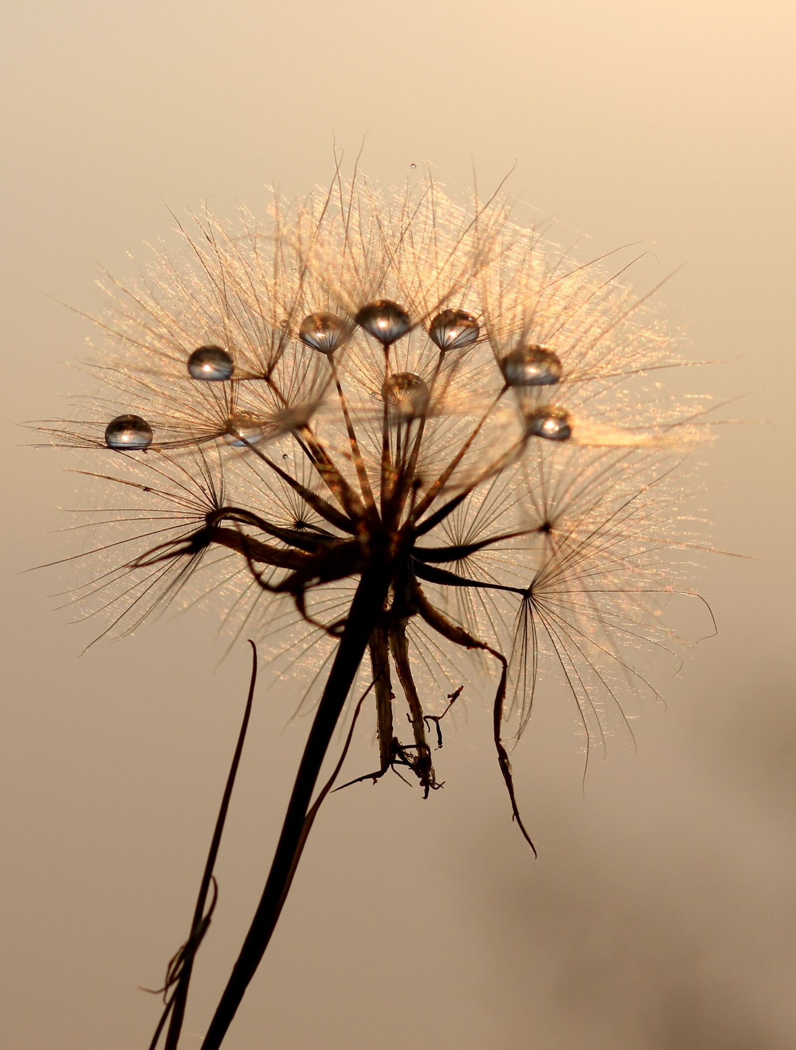Canon EOS 700D (EOS Rebel T5i / EOS Kiss X7i) + Canon EF 85mm F1.8 USM sample photo. Dandelion, sun, dew photography