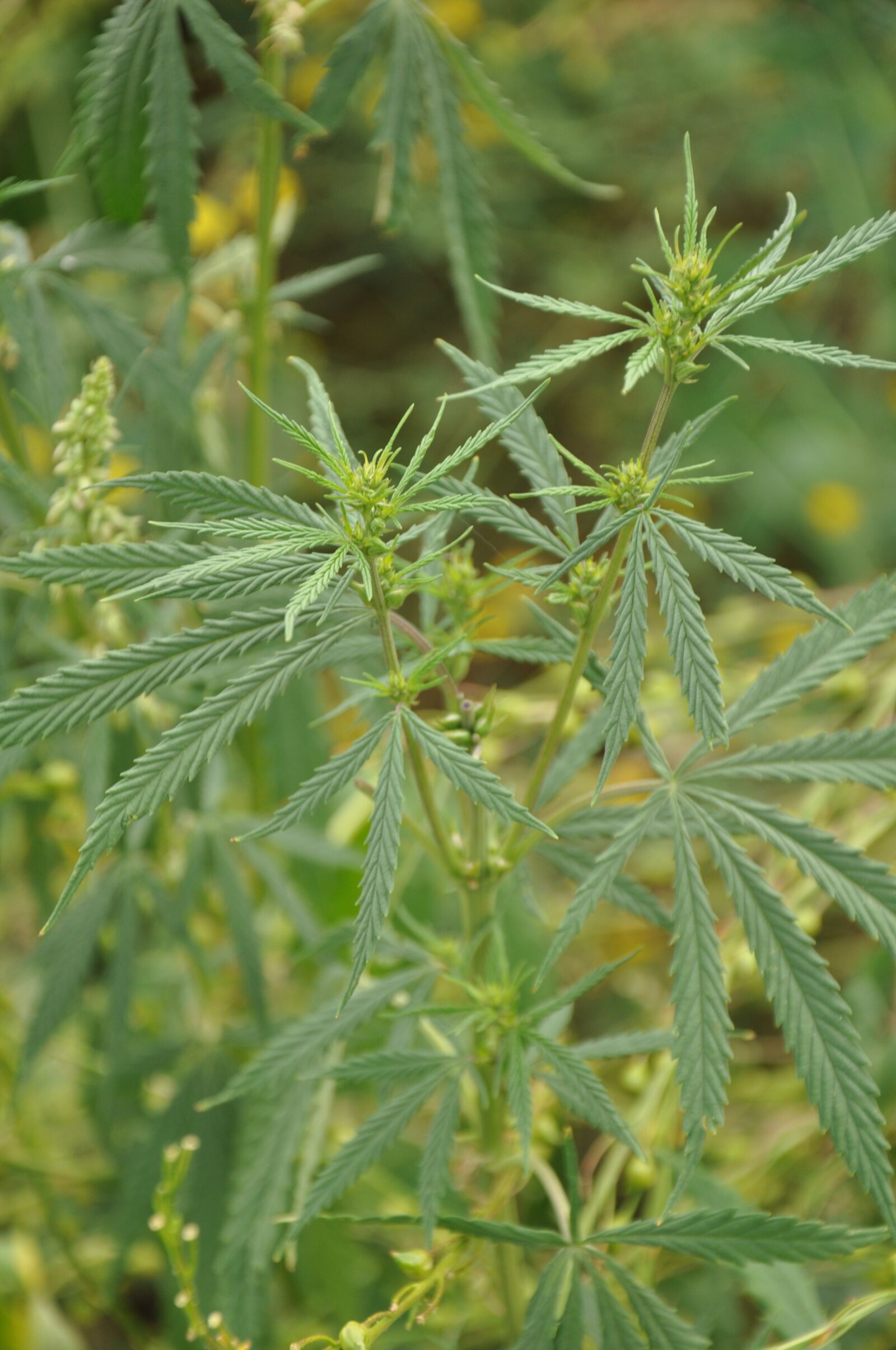 Nikon D90 sample photo. Hemp, grass, greens photography