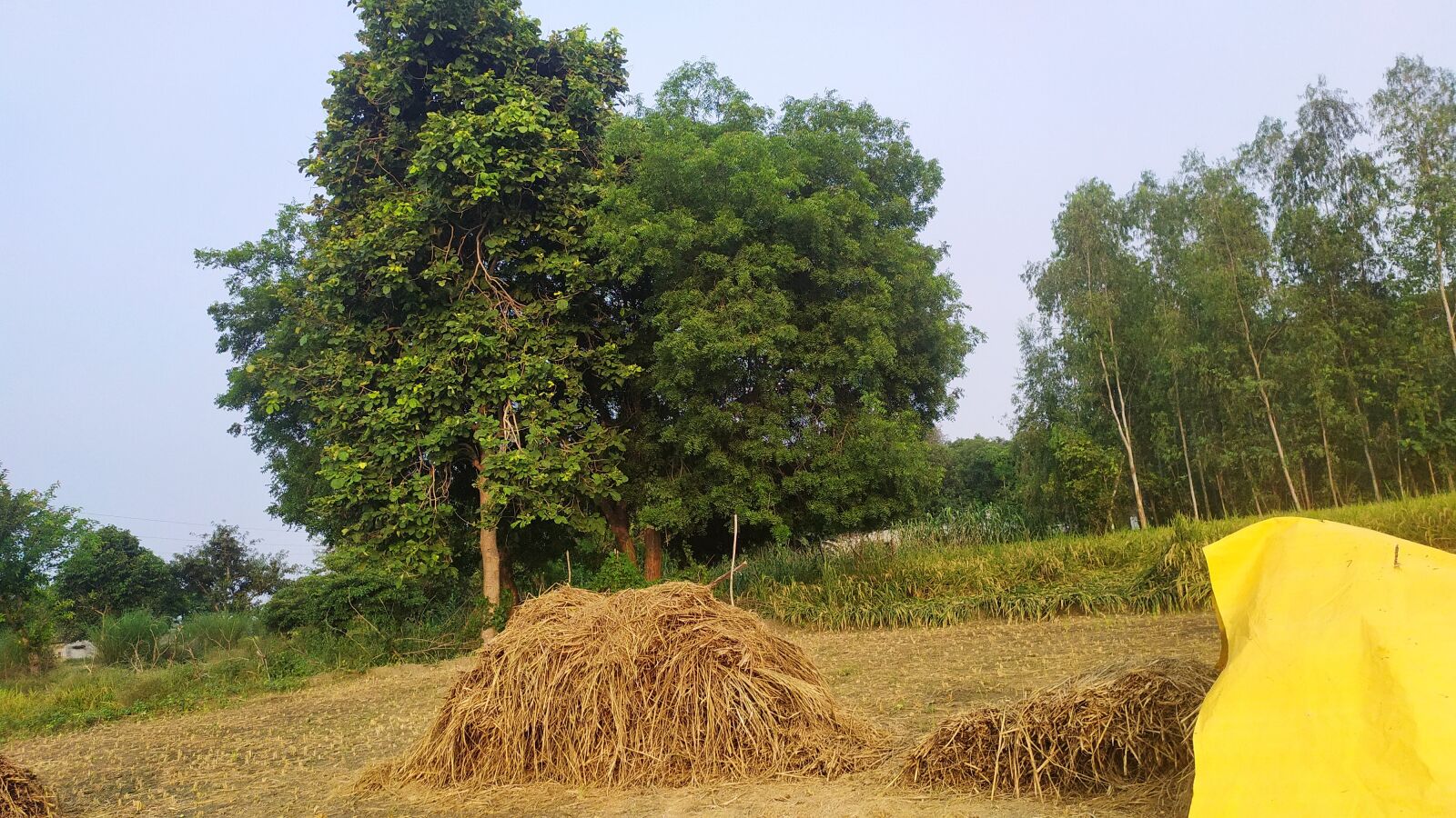 Xiaomi Redmi Note 7S sample photo. India, rural area, village photography