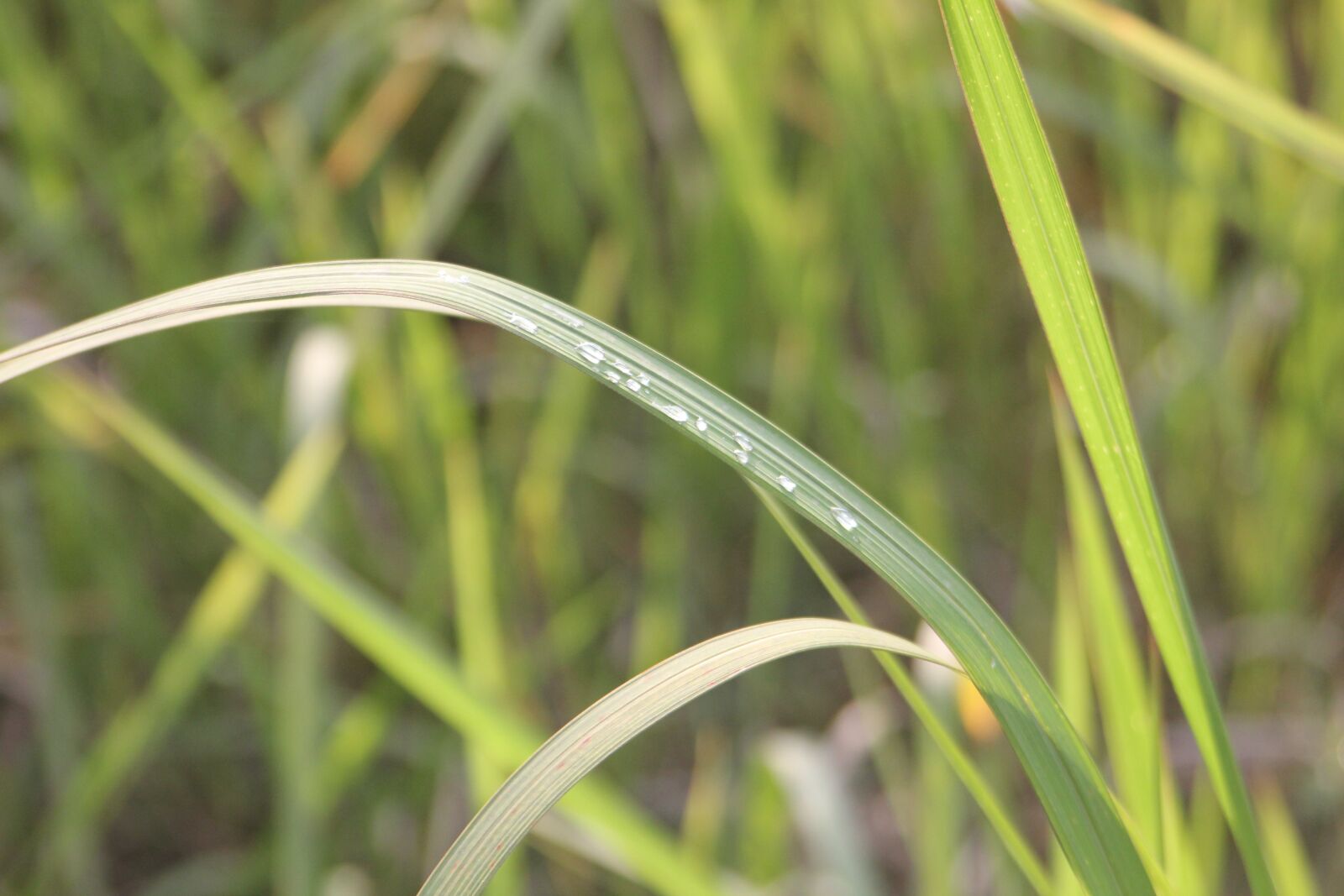 Canon EOS 550D (EOS Rebel T2i / EOS Kiss X4) sample photo. Grass, water drops, plant photography