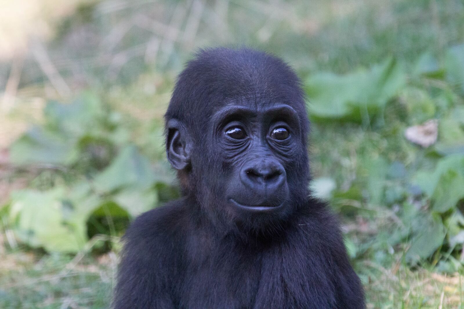 Canon EOS 60D + Canon EF 100-400mm F4.5-5.6L IS USM sample photo. Gorilla, zoo, moment photography