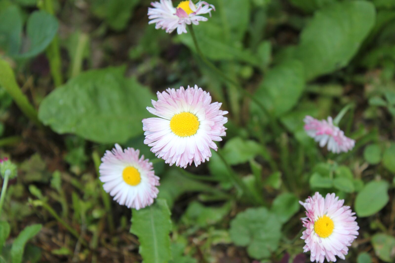 Canon EOS 550D (EOS Rebel T2i / EOS Kiss X4) sample photo. Flowers, flower bed, garden photography