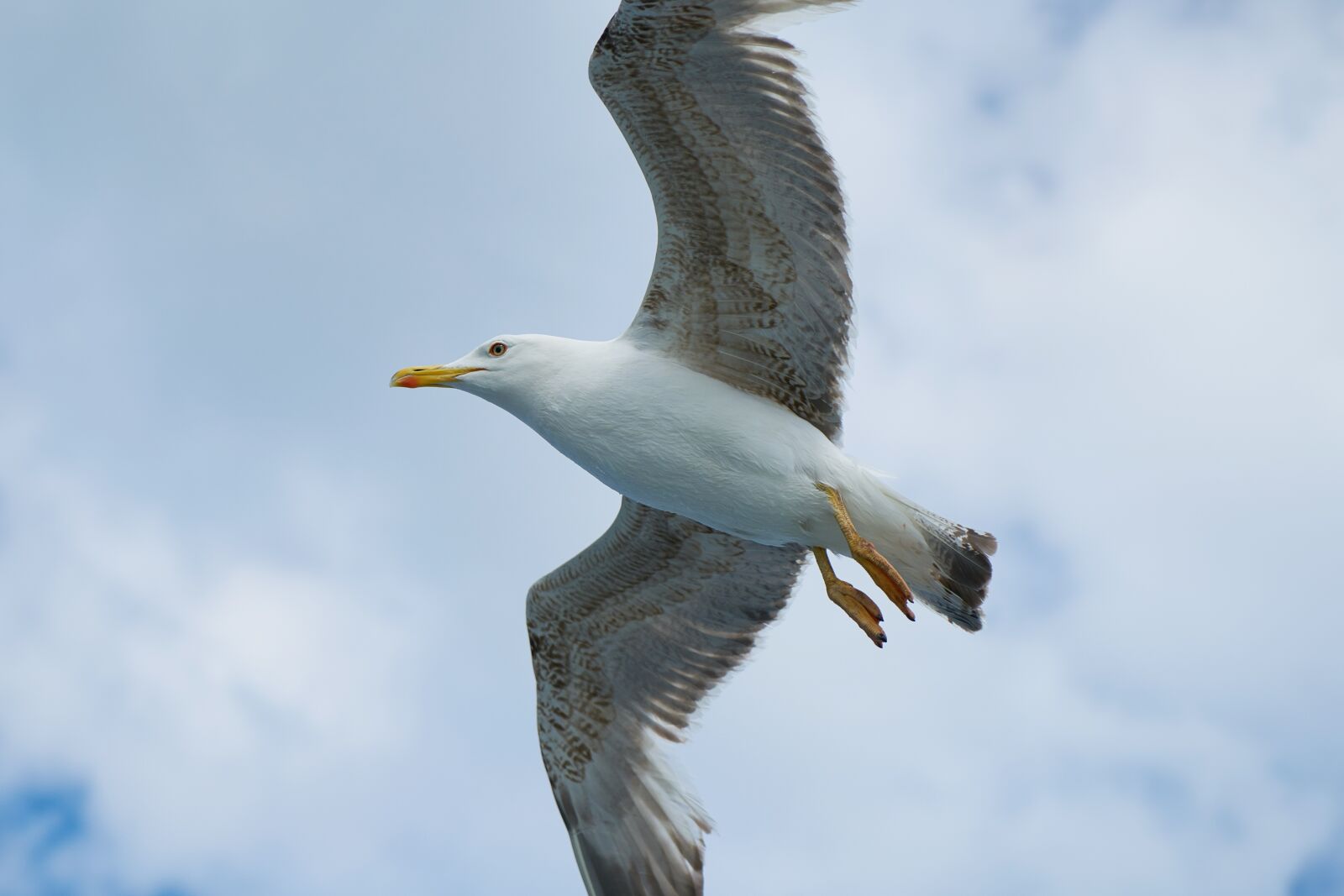 Sony a7R II + Sony Vario Tessar T* FE 24-70mm F4 ZA OSS sample photo. Seagull, bird, birds photography
