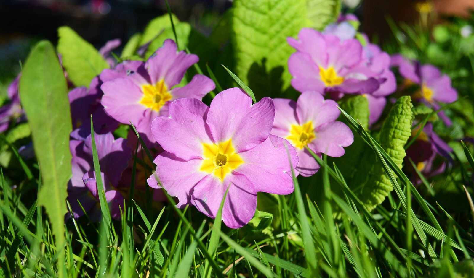 Nikon 1 Nikkor 11-27.5mm F3.5-5.6 sample photo. Primroses, flowers, violet photography