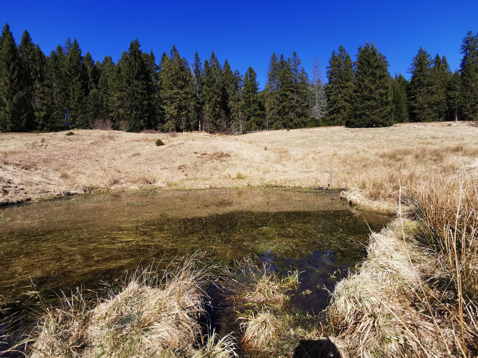 HUAWEI P30 sample photo. Biotope, nature, nature conservation photography